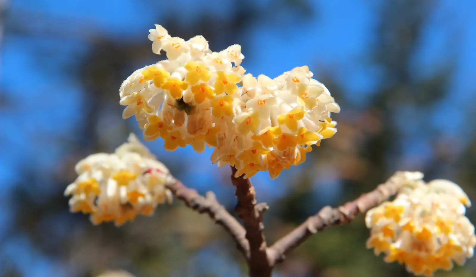 Paperbush (Edgeworthia Chrysantha) — infusing the landscape with color and a sweet, image 95