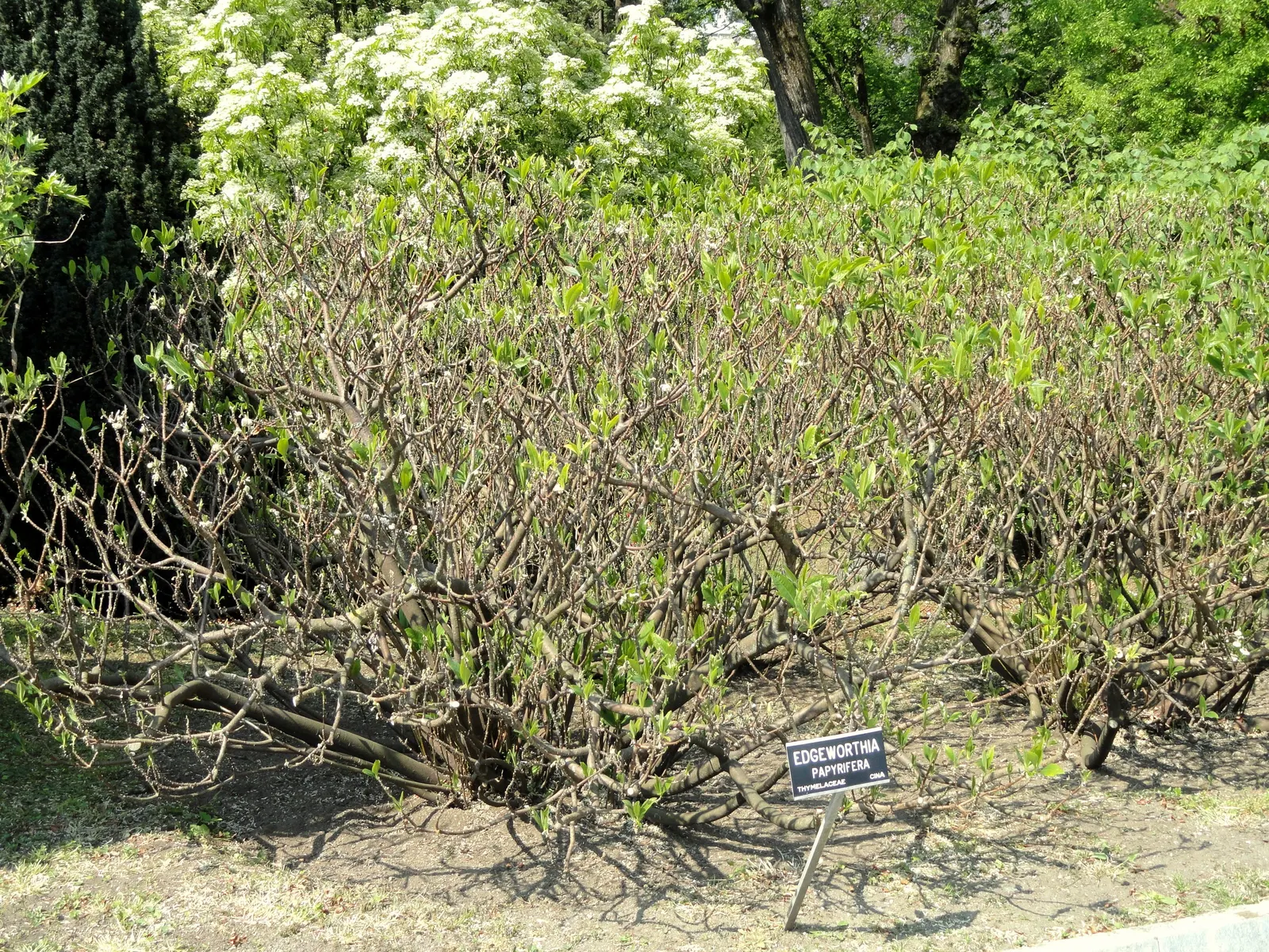 Paperbush (Edgeworthia Chrysantha) — silver-white flower buds which elegantly dangle from the tips of bare branches; plant the Paperbush in, image 92