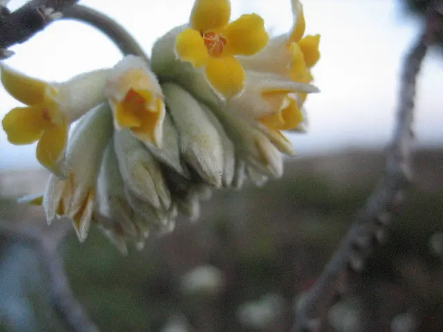 Paperbush (Edgeworthia Chrysantha) — shrub with multi-colored and white and yellow blooms; providing a lush backdrop throughout the spring and summer months