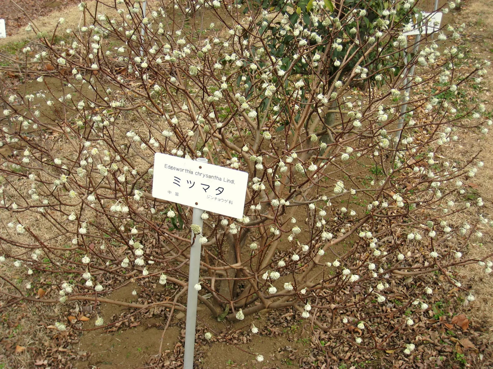 Paperbush (Edgeworthia Chrysantha) — providing a lush backdrop throughout the spring and summer months; this plant typically reaches a mature size, image 71