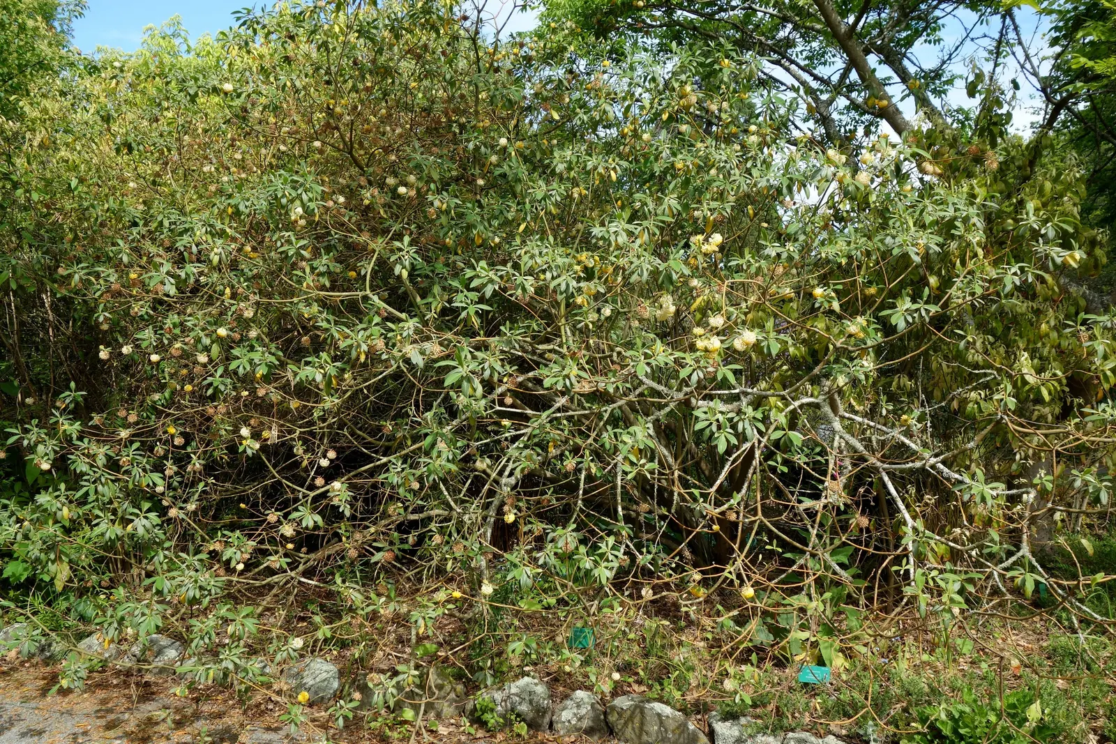 Paperbush (Edgeworthia Chrysantha) — infusing the landscape with color and a sweet, image 41