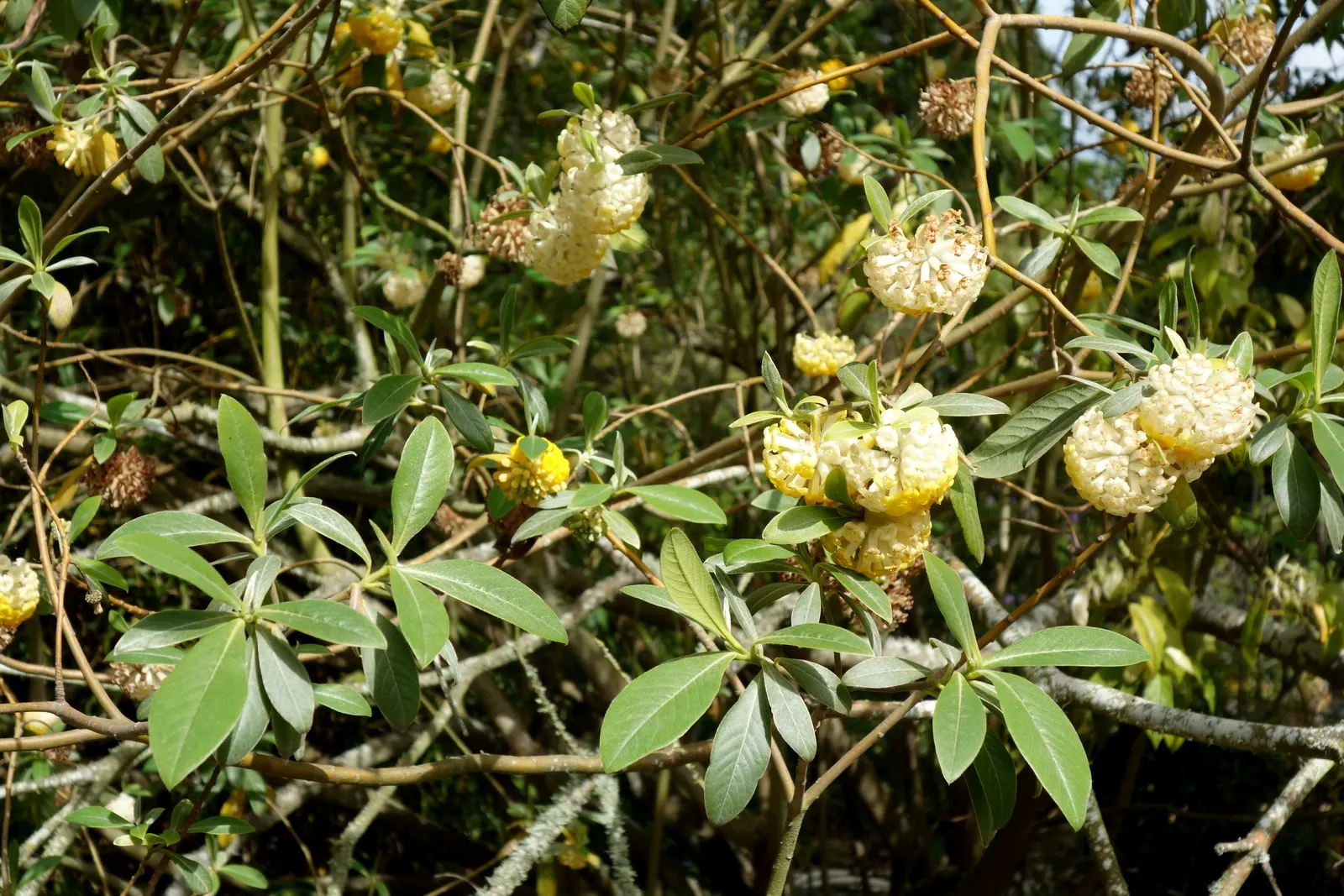 Paperbush (Edgeworthia Chrysantha) — fertile soil with consistent moisture; open habit that is as wide as it is tall.<br><br>In the colder season