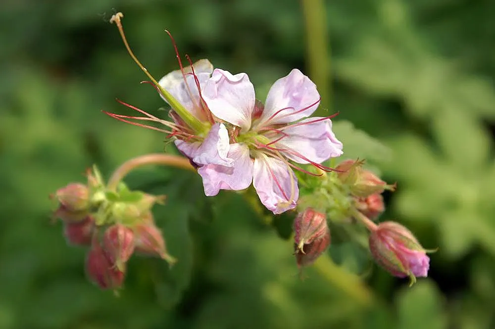 Ingwersen's Variety Geranium (Geranium Mac. 'Ingwersen's Variety') — making it ideal for borders