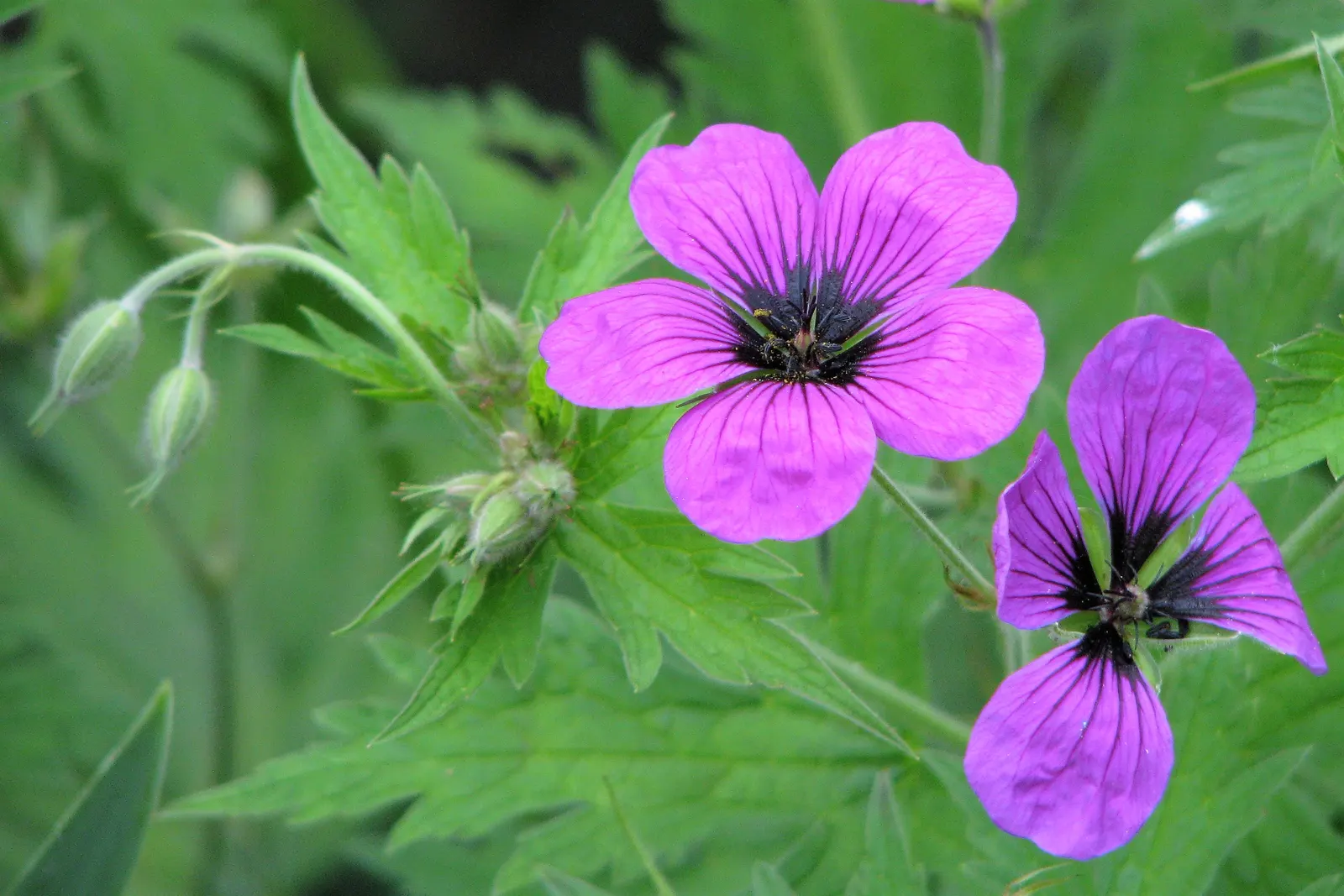 Ingwersen's Variety Geranium (Geranium Mac. 'Ingwersen's Variety') — This low-maintenance ground cover reaches 12-18 inches tall and spreads 18-24 inches