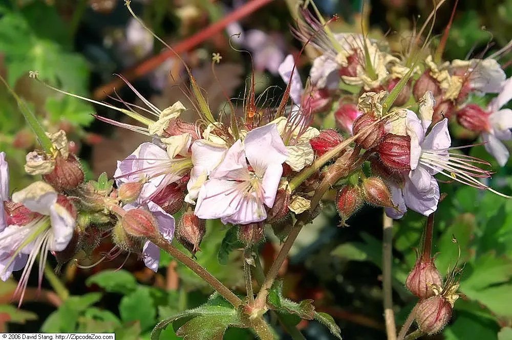 Ingwersen's Variety Geranium (Geranium Mac. 'Ingwersen's Variety') — Its foliage is semi-evergreen
