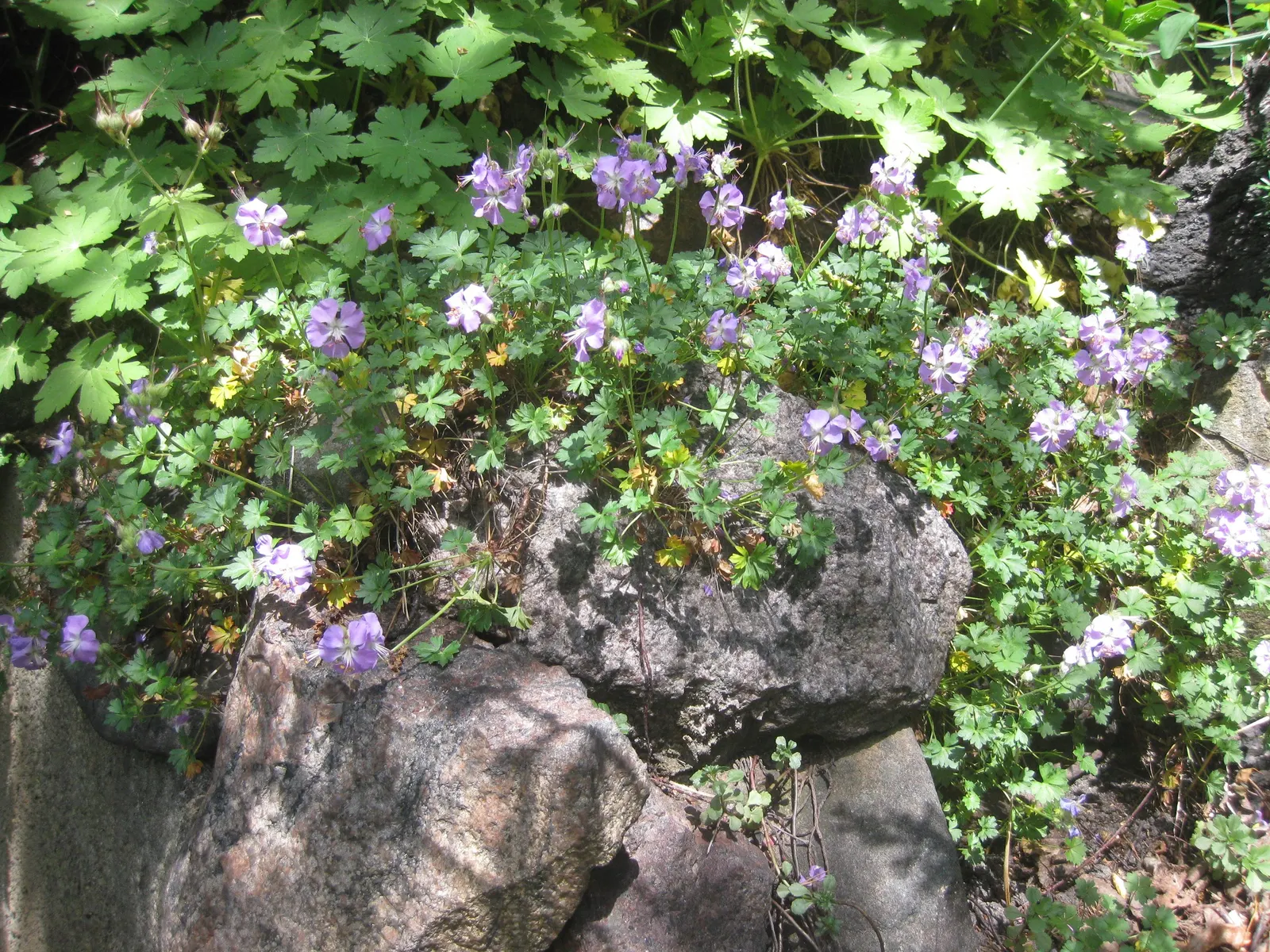 Ingwersen's Variety Geranium (Geranium Mac. 'Ingwersen's Variety') — soft green leaves that emit a pleasant aromatic fragrance when brushed or crushed