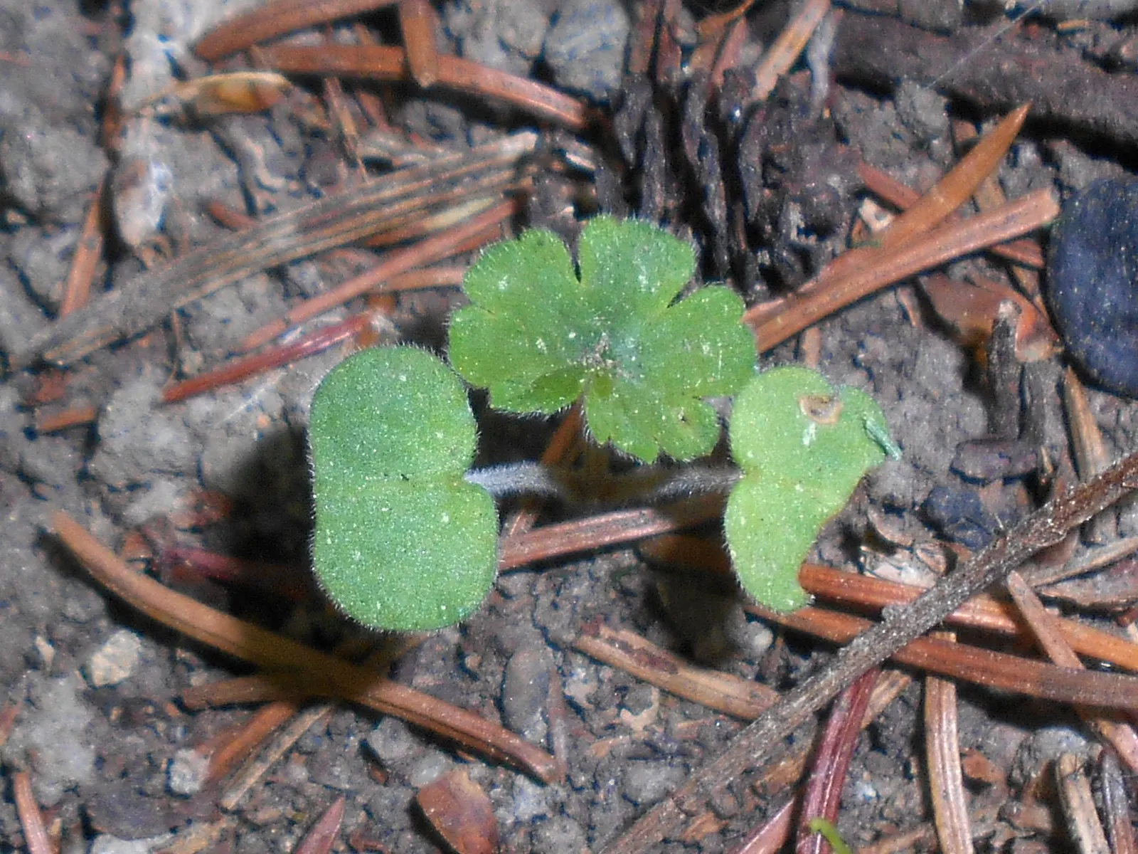 Ingwersen's Variety Geranium (Geranium Mac. 'Ingwersen's Variety') — with a spread of 18 to 24 inches