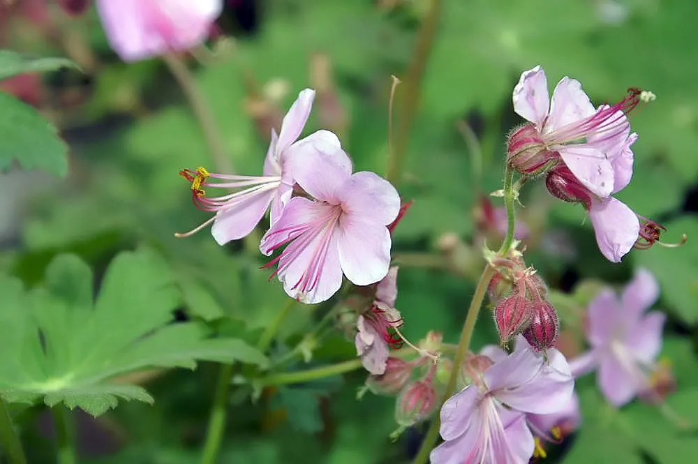 Ingwersen's Variety Geranium (Geranium Mac. 'Ingwersen's Variety') — It prefers part shade to full sun and tolerates drought once established