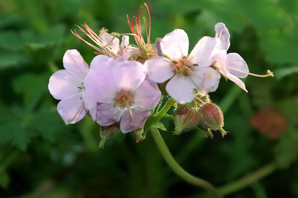 Ingwersen's Variety Geranium (Geranium Mac. 'Ingwersen's Variety') — Geranium macrorrhizum 'Ingwersen's Variety' is a robust perennial