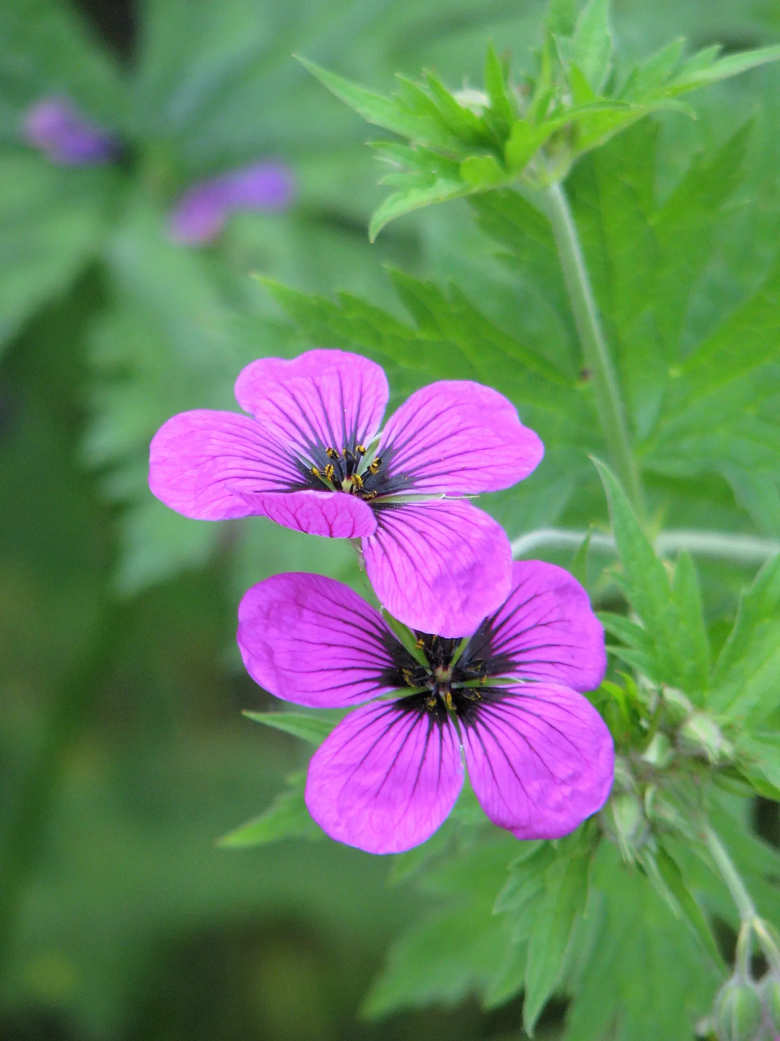 Ingwersen's Variety Geranium (Geranium Mac. 'Ingwersen's Variety') — Its fragrant, lobed foliage turns reddish-brown in fall, providing extended interest