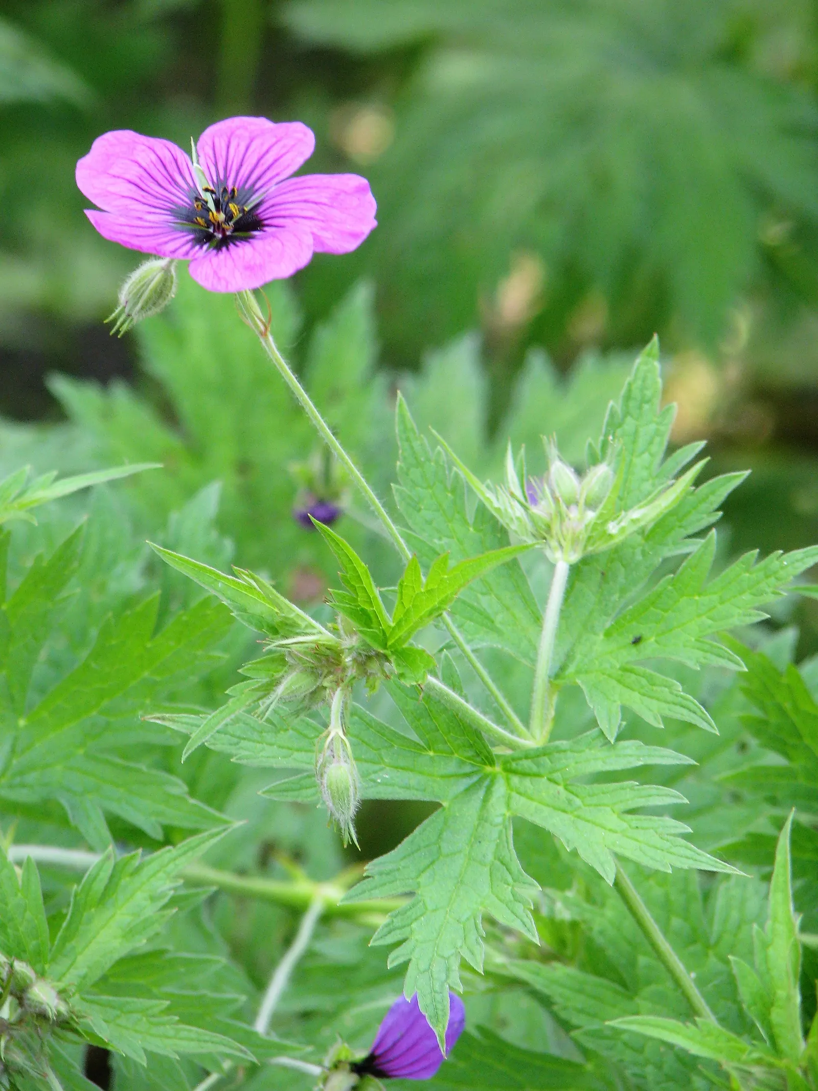 Ingwersen's Variety Geranium (Geranium Mac. 'Ingwersen's Variety') — boasting soft pink flowers from late spring to early summer