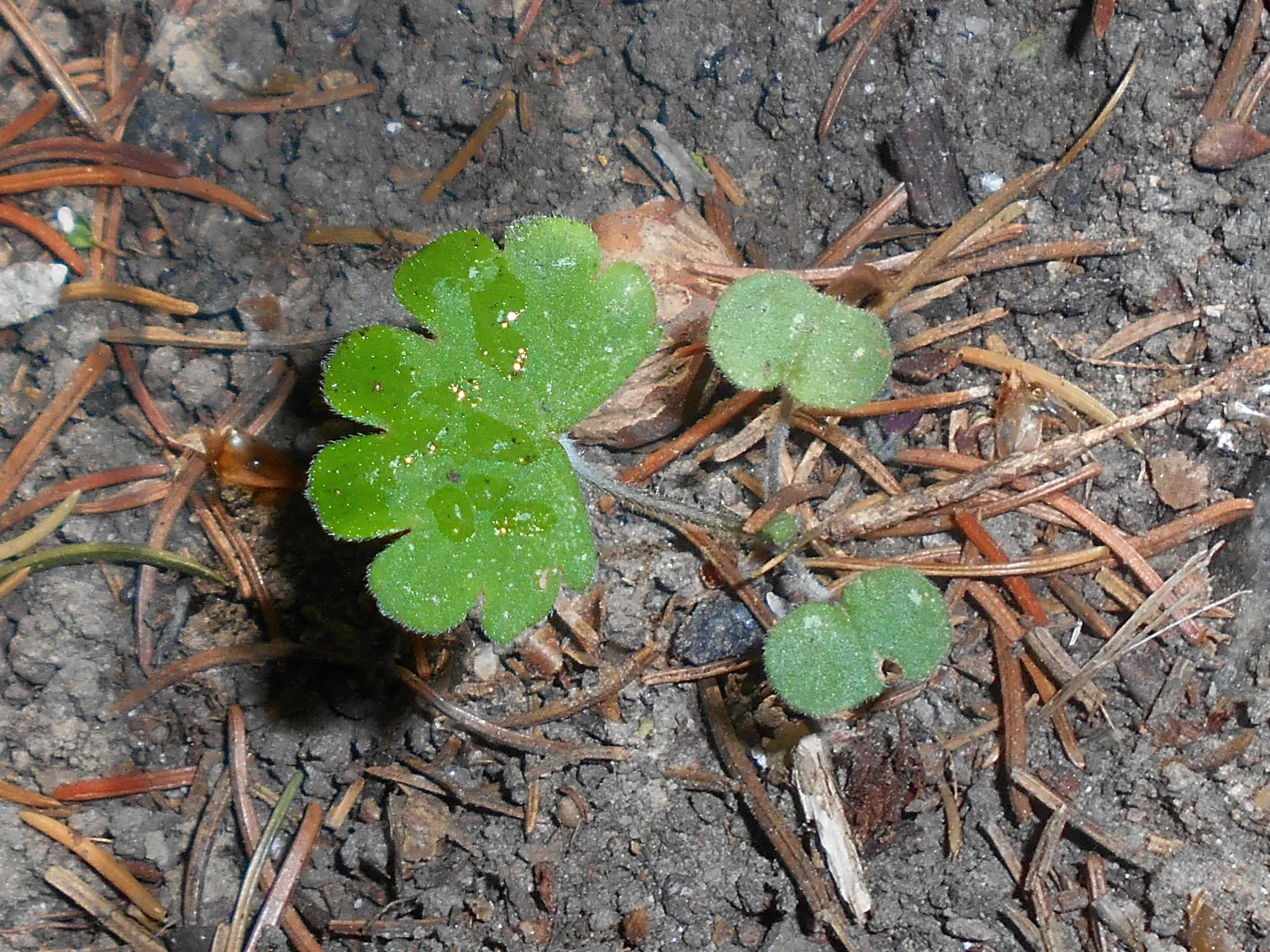 Ingwersen's Variety Geranium (Geranium Mac. 'Ingwersen's Variety') — is a hardy perennial that is esteemed for its adaptability and charming aesthetics in a