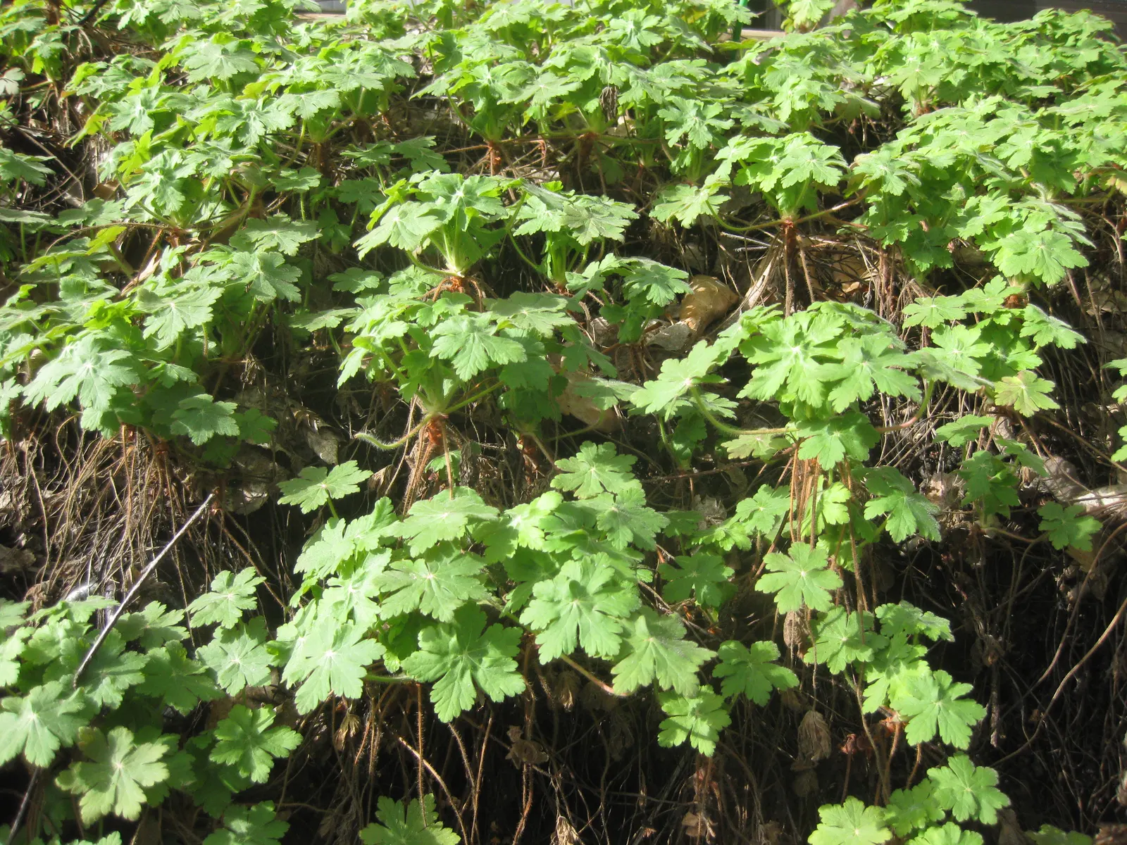 Ingwersen's Variety Geranium (Geranium Mac. 'Ingwersen's Variety') — it thrives in USDA Hardiness Zones 3 to 8