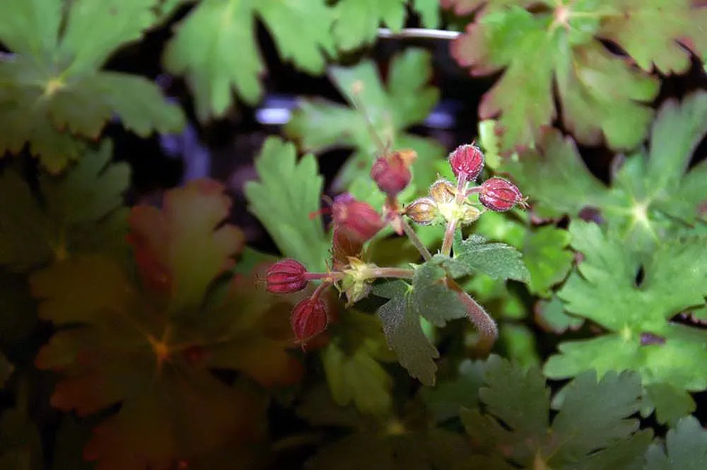 Ingwersen's Variety Geranium (Geranium Mac. 'Ingwersen's Variety') — The Geranium macrorrhizum 'Ingwersen's Variety'