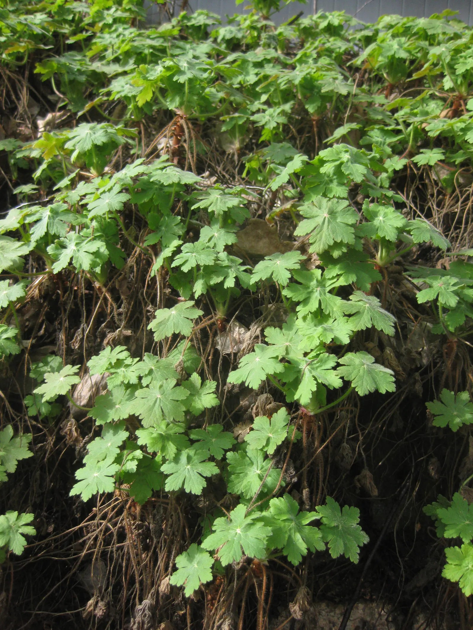 Ingwersen's Variety Geranium (Geranium Mac. 'Ingwersen's Variety') — commonly referred to as Ingwersen's Variety Geranium