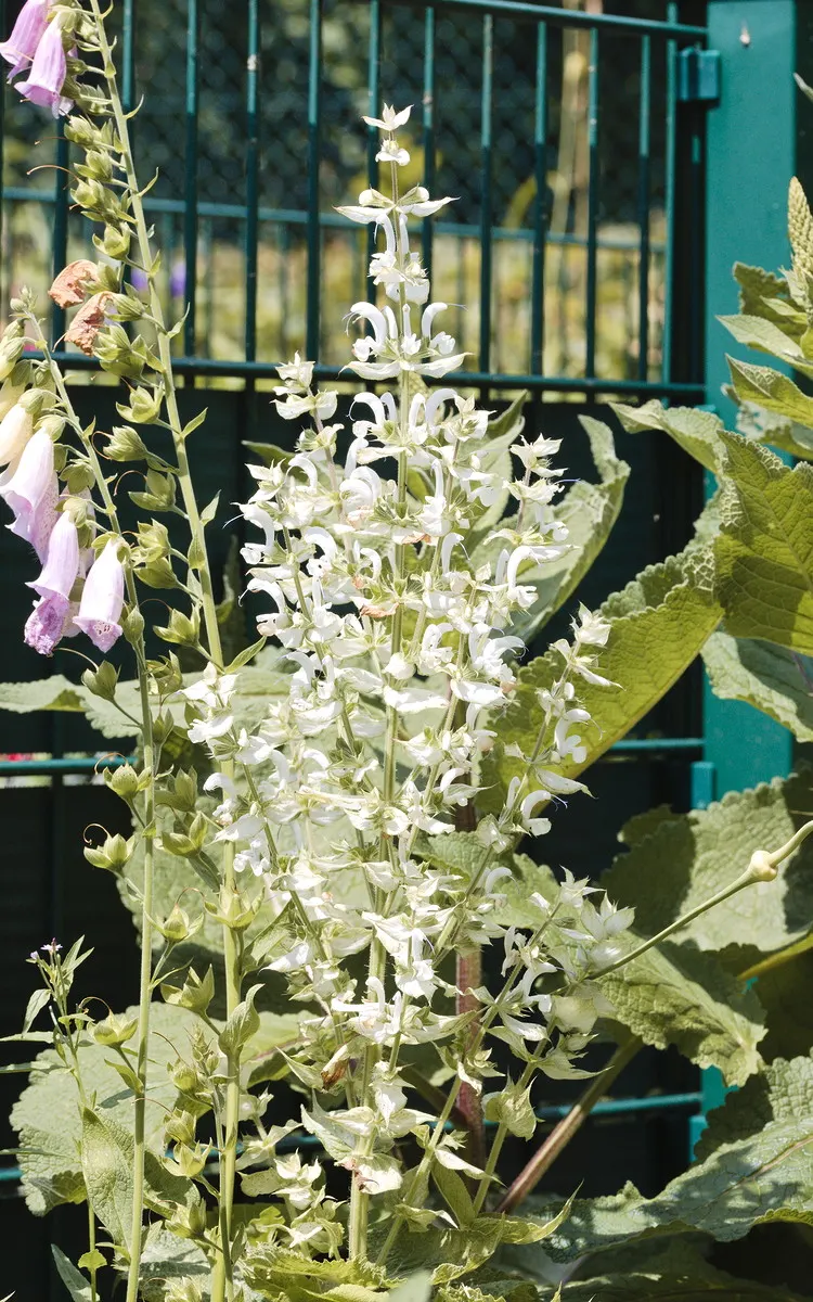 Clary Sage (Salvia Sclarea) — As a hardy member of the mint family; the foliage presents a rich