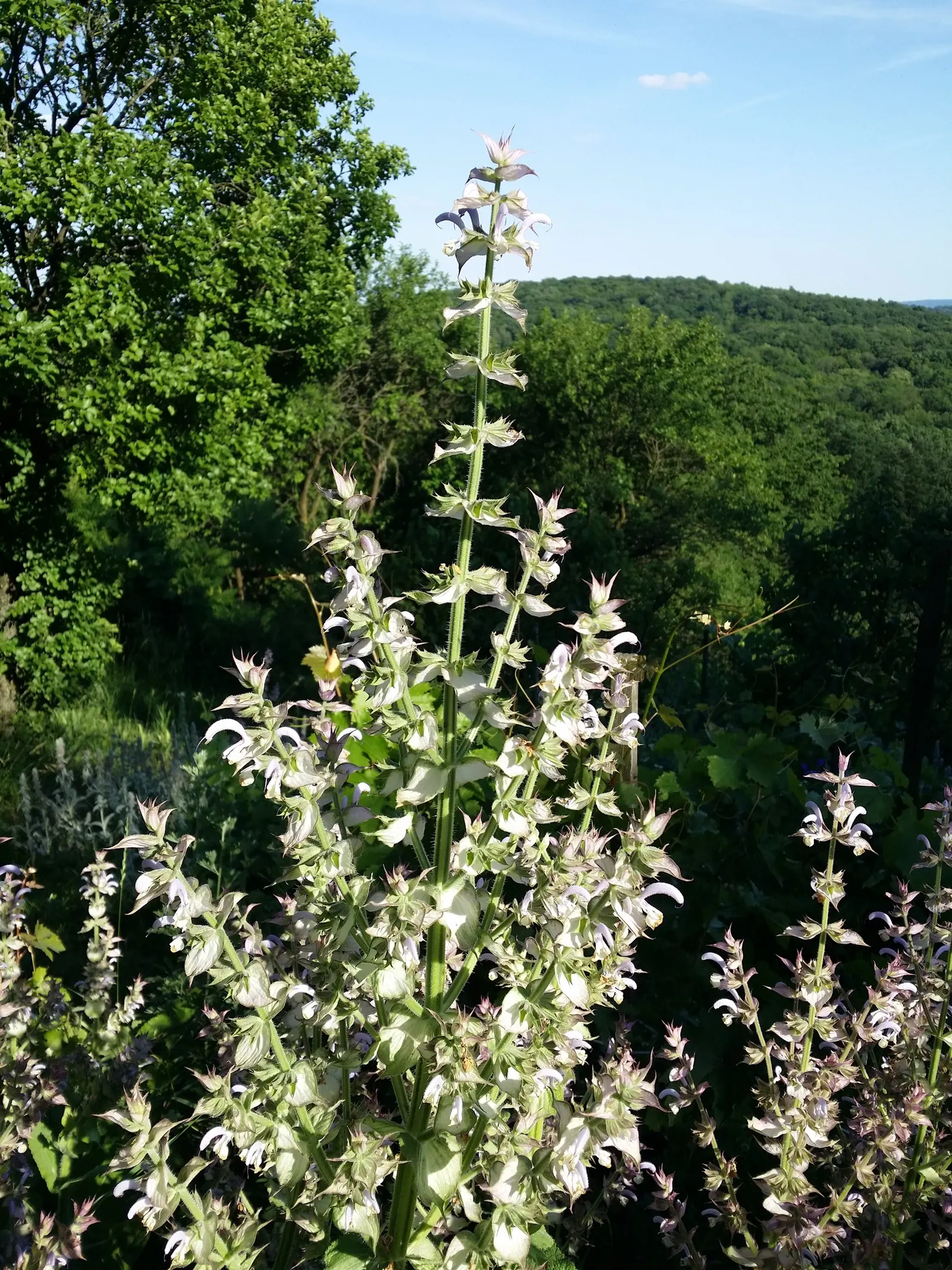Clary Sage (Salvia Sclarea) — velvety leaves that can span up to 9 inches long; stalked flower spikes up to 5 feet tall, image 59
