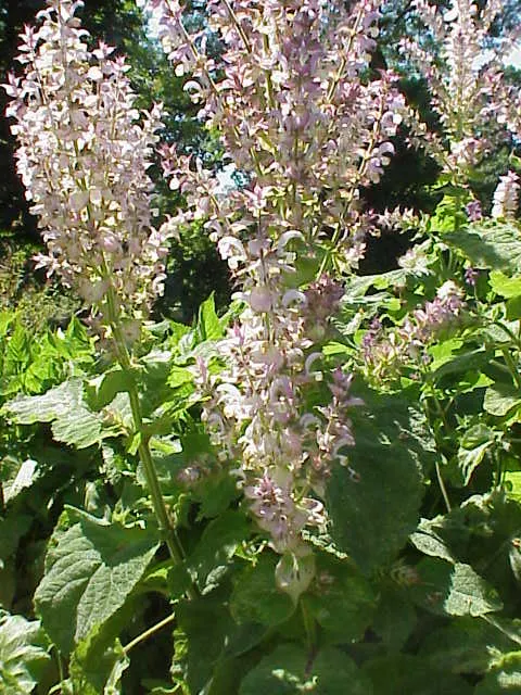 Clary Sage (Salvia Sclarea) — or as a statement plant in landscape focal points
