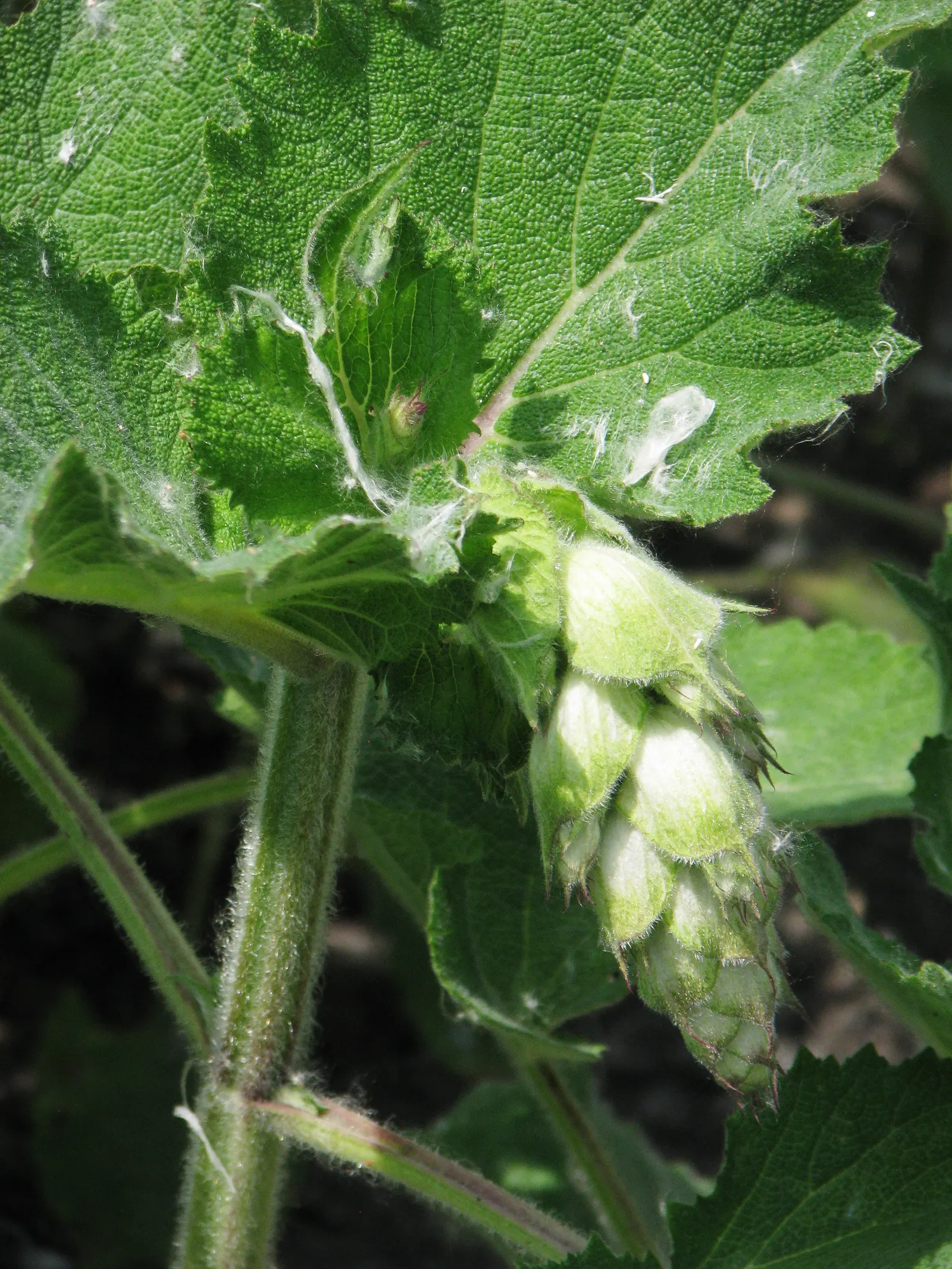 Clary Sage (Salvia Sclarea) — As a hardy member of the mint family