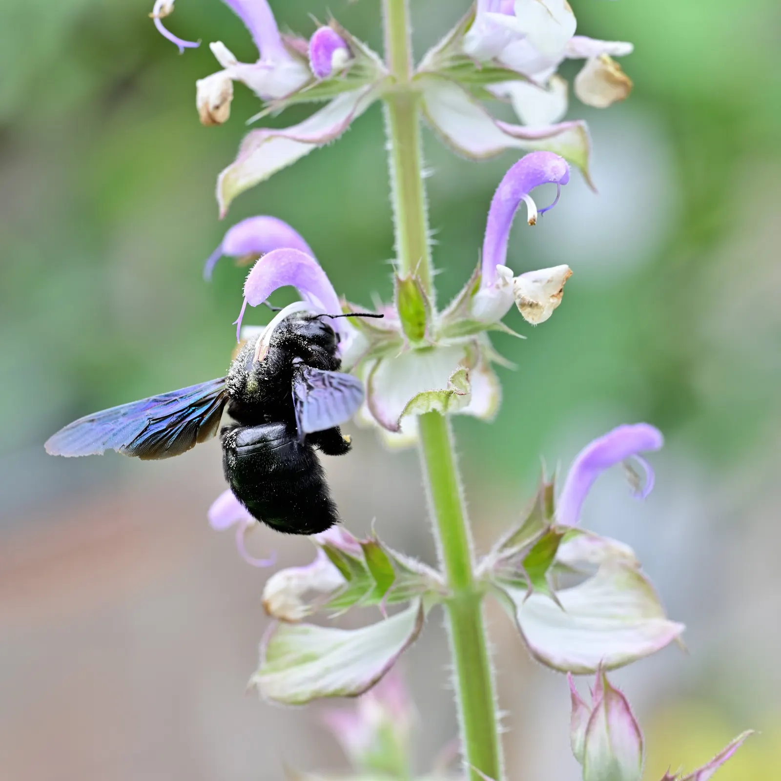 Clary Sage (Salvia Sclarea) — scientifically named Salvia sclarea; blue and purple flowers in the garden
