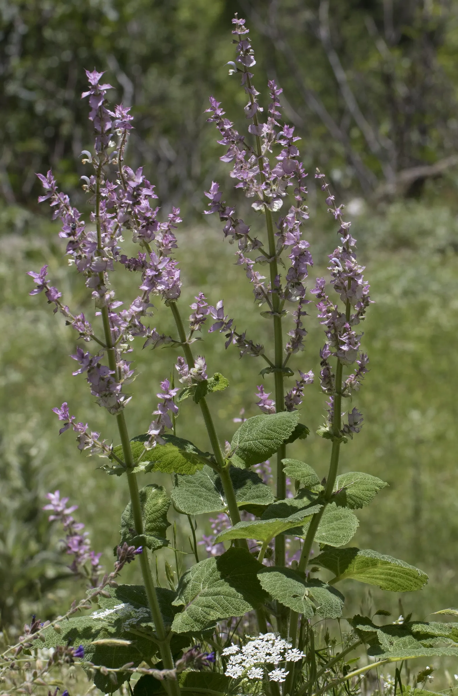 Clary Sage (Salvia Sclarea) — preferably with a neutral to slightly alkaline pH balance; but it also functions as a wonderful aromatic and textural complement