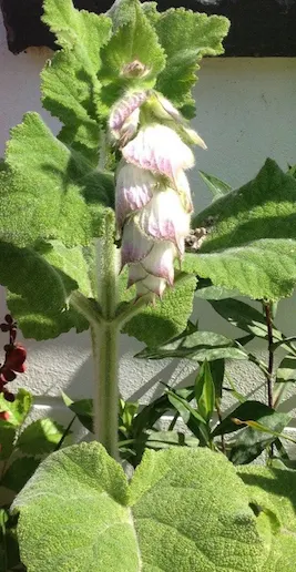 Clary Sage (Salvia Sclarea) — is a biennial or short-lived herbaceous perennial that serves as a striking addition to any landscape design; its eye-catching