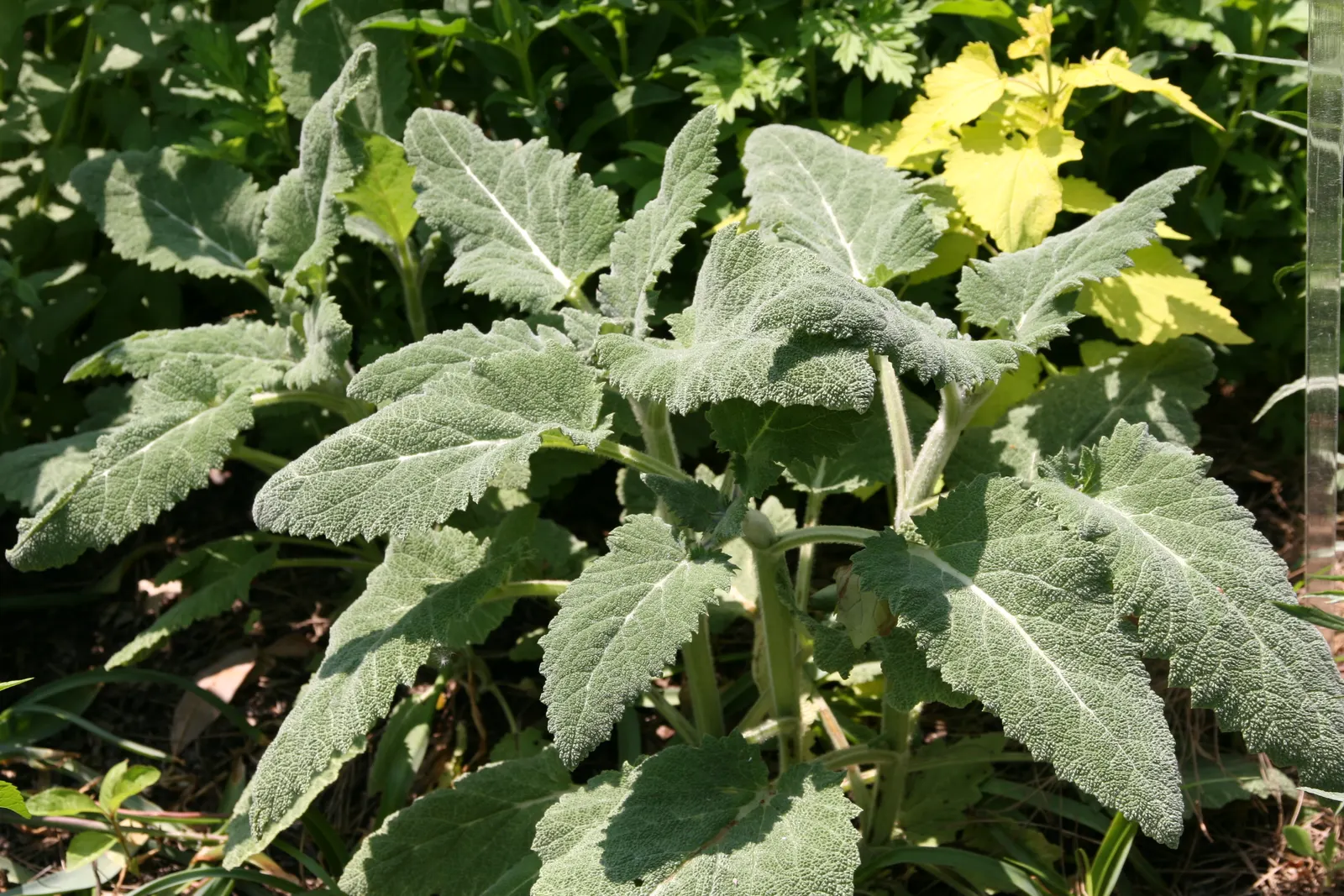 Clary Sage (Salvia Sclarea) — stalked flower spikes up to 5 feet tall; velvety leaves that can span up to 9 inches long
