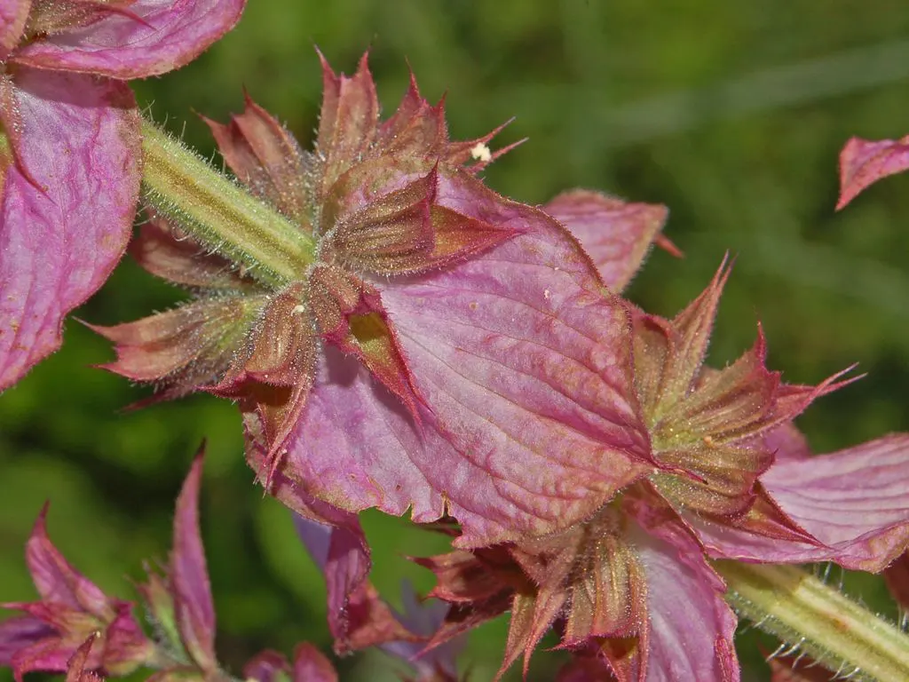 Clary Sage (Salvia Sclarea) — The 1-inch-long flowers range in color from lilac to mauve and are held in loose; grayish-green hue that makes an eye-catching