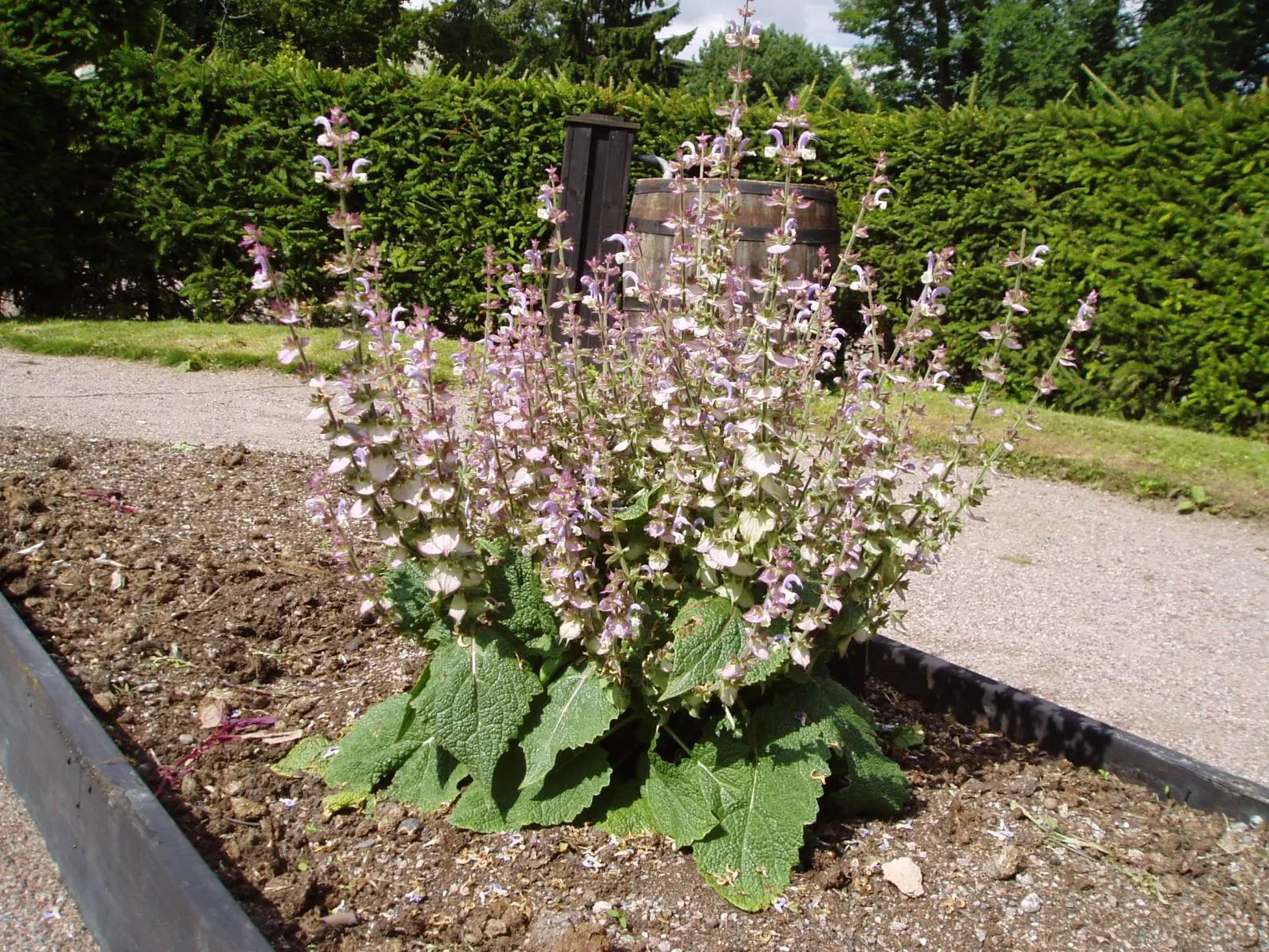 Clary Sage (Salvia Sclarea) — adding both fragrance and a touch of old-world charm to any landscape design; clary Sage becomes a fountain of, image 54
