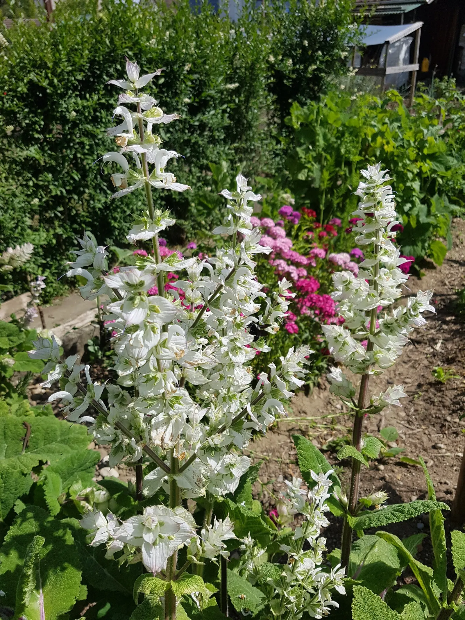 Clary Sage (Salvia Sclarea) — blue and purple flowers in the garden; scientifically named Salvia sclarea
