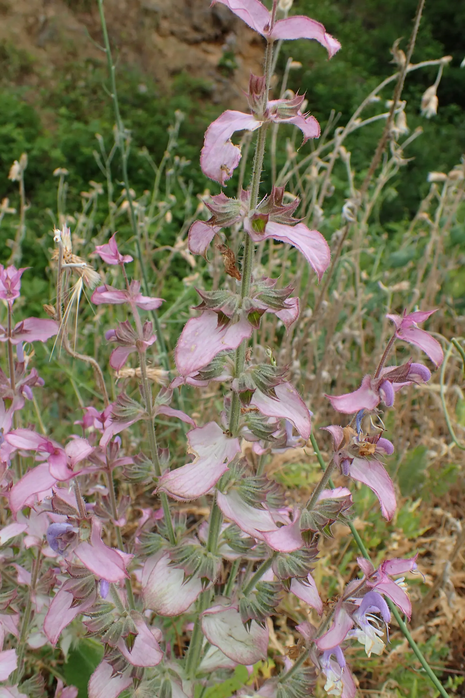 Clary Sage (Salvia Sclarea) — velvety leaves that can span up to 9 inches long; stalked flower spikes up to 5 feet tall