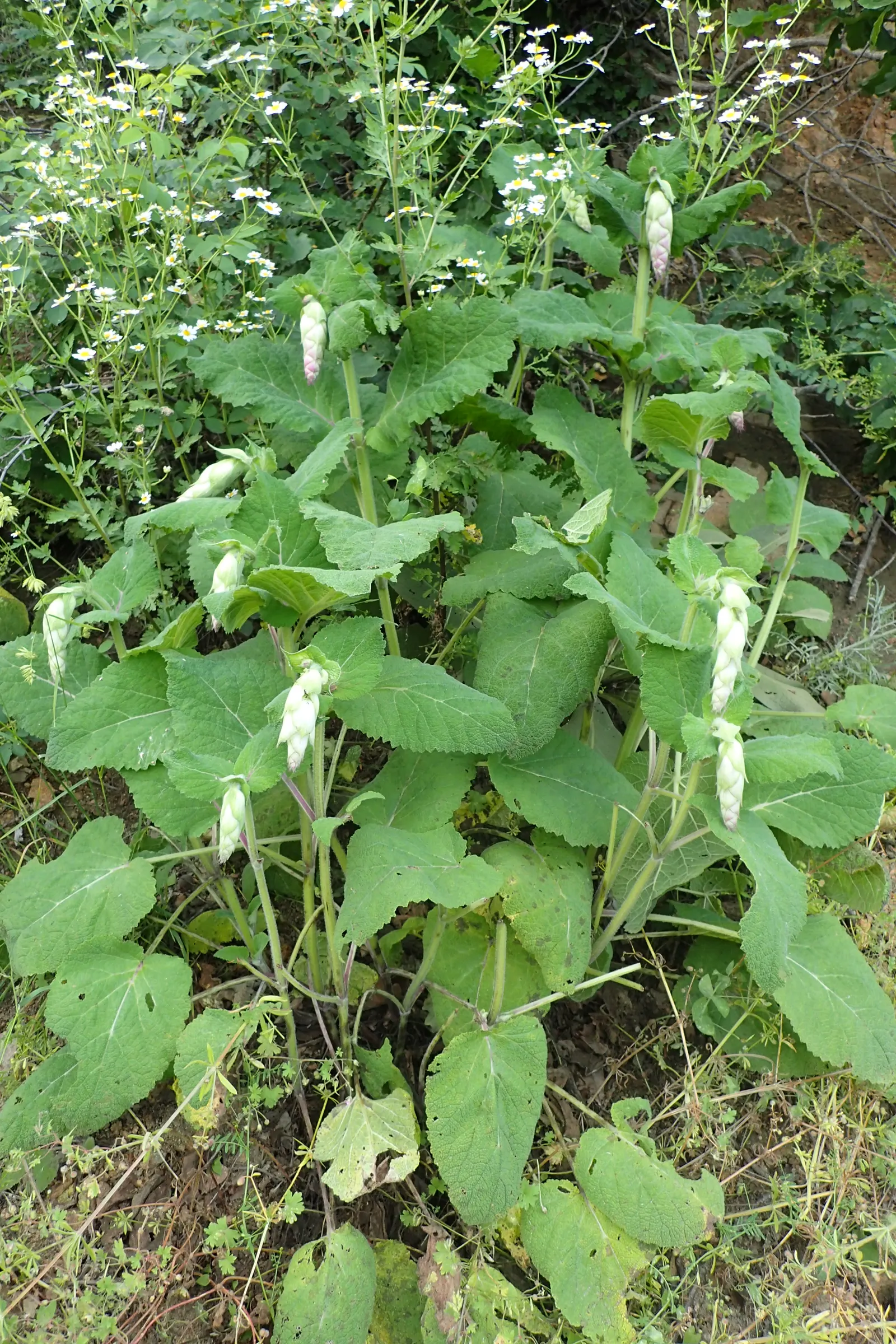 Clary Sage (Salvia Sclarea) — blue and purple flowers in the garden