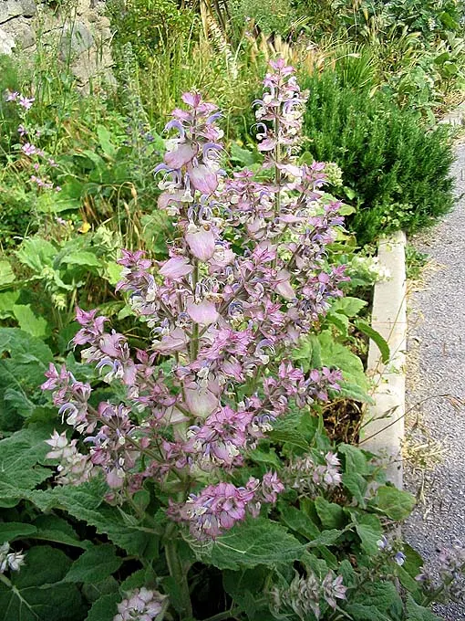 Clary Sage (Salvia Sclarea) — Clary Sage (Salvia sclarea) boasts aromatic foliage and striking; this herbaceous biennial prefers well-drained soil and full
