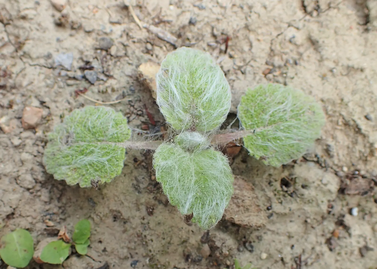 Clary Sage (Salvia Sclarea) — Clary Sage (Salvia sclarea) boasts aromatic foliage and striking