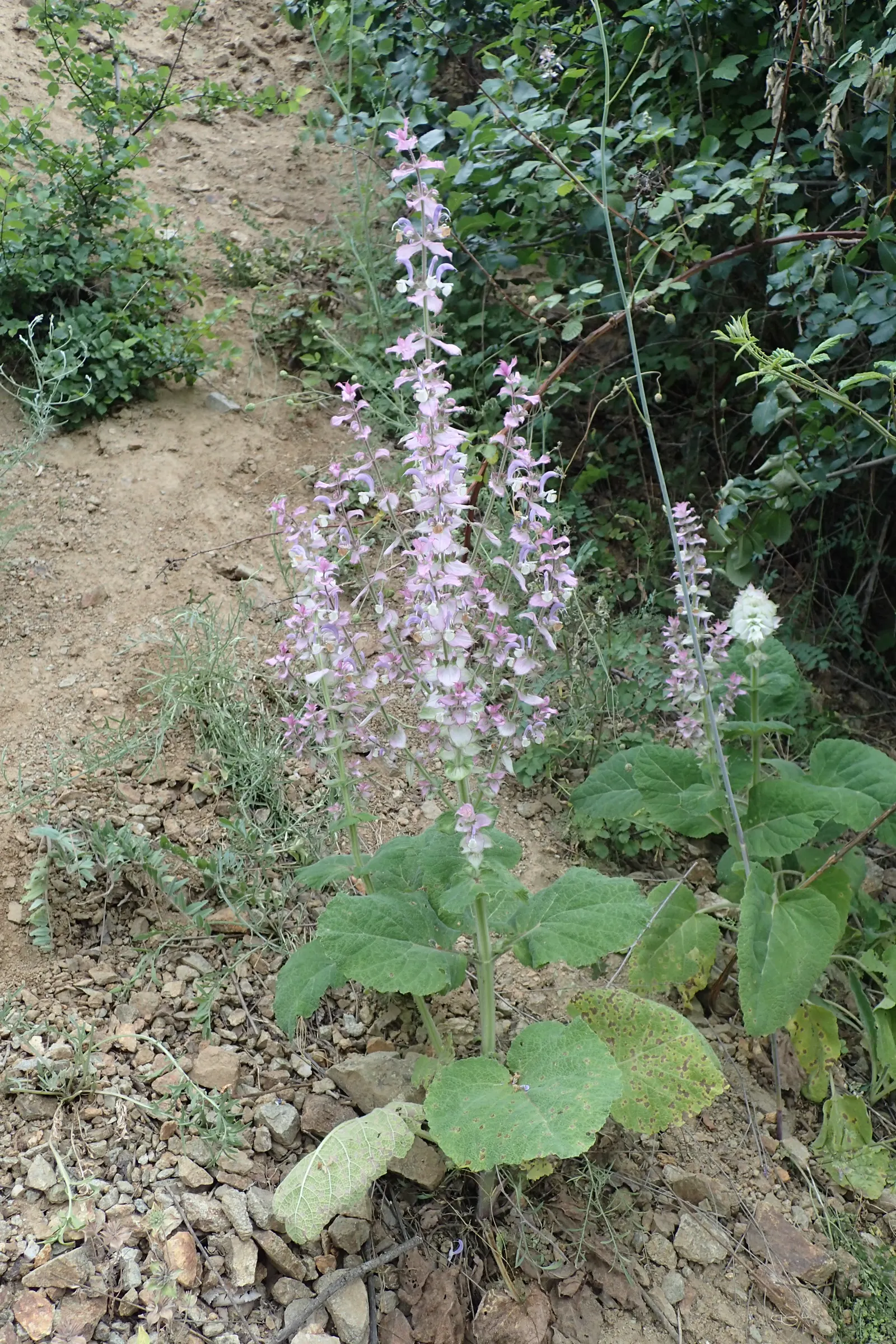 Clary Sage (Salvia Sclarea) — The foliage presents a rich; as a hardy member of the mint family