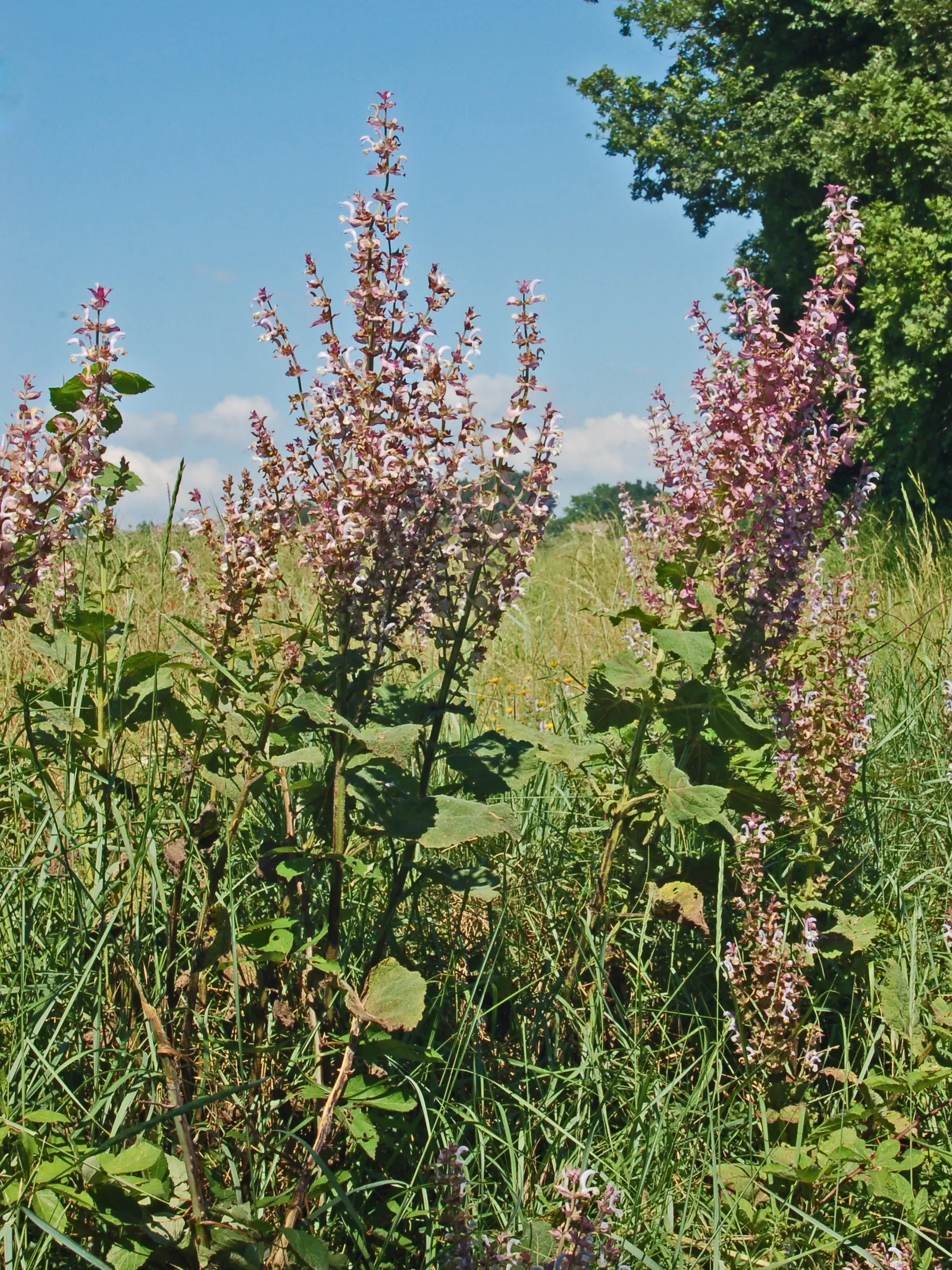 Clary Sage (Salvia Sclarea) — Clary Sage (Salvia sclarea) boasts aromatic foliage and striking; this herbaceous biennial prefers well-drained soil, image 49