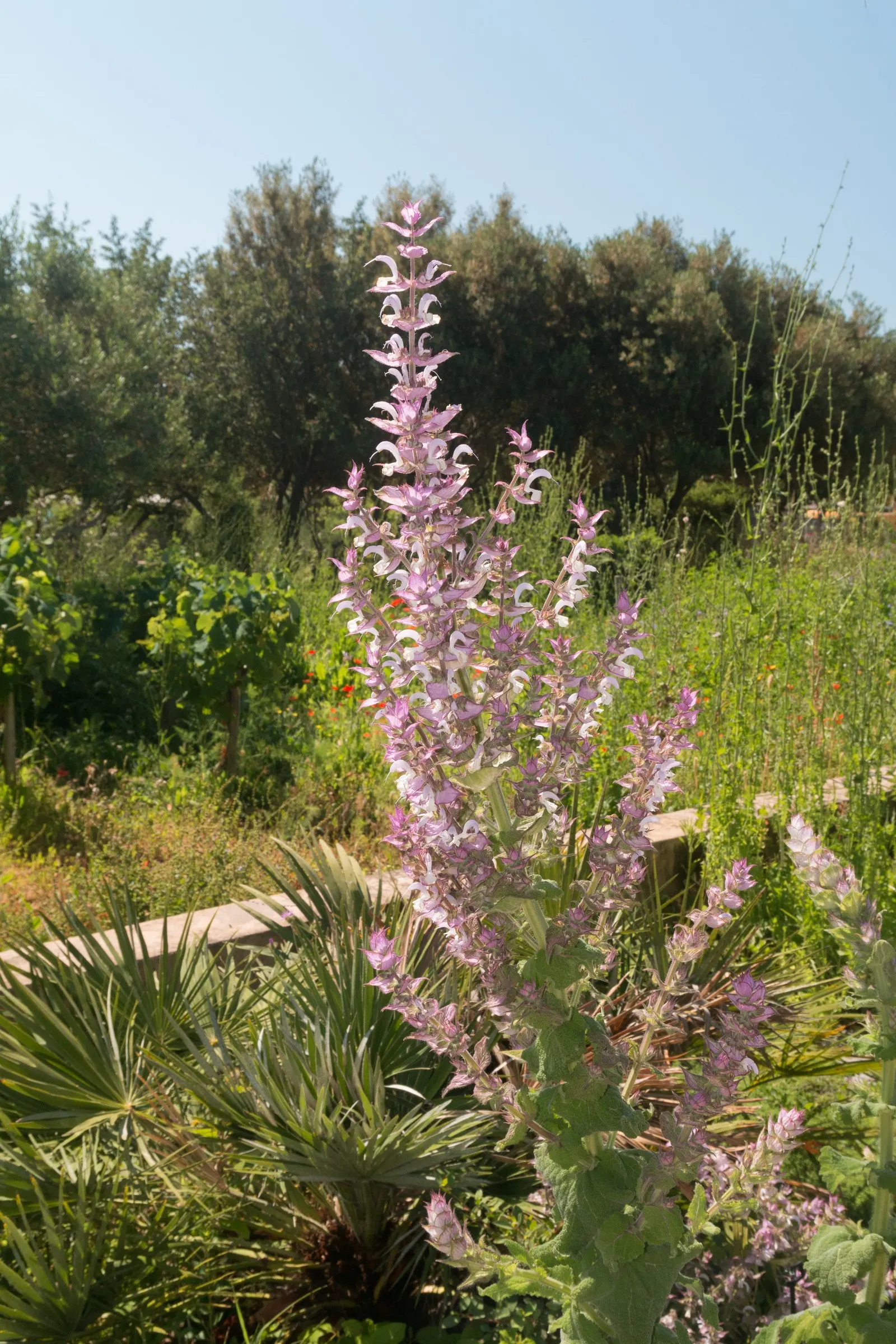 Clary Sage (Salvia Sclarea) — should that be undesirable