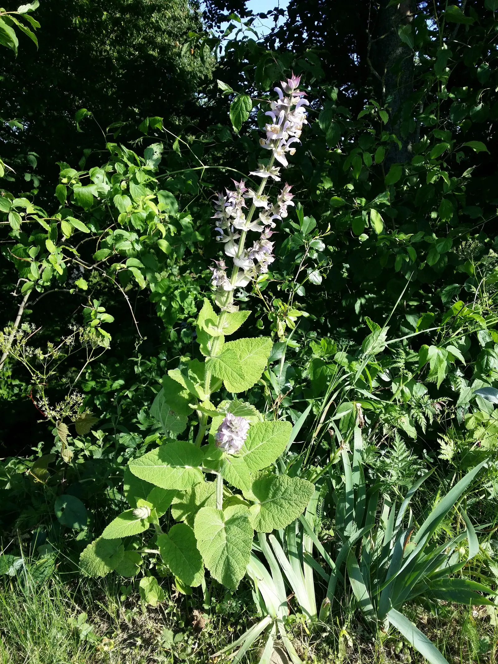 Clary Sage (Salvia Sclarea) — should that be undesirable; with blooms in soft lilac to pale blue hues