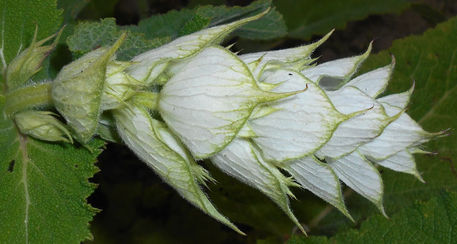 Clary Sage (Salvia Sclarea) — This herbaceous biennial prefers well-drained soil and full sun, with a spacing of 18-24 inches