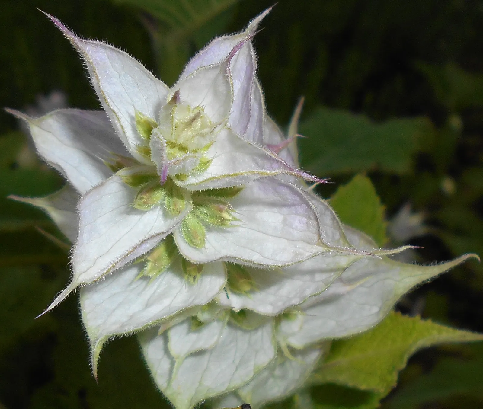 Clary Sage (Salvia Sclarea) — adding both fragrance and a touch of old-world charm to any landscape design; clary Sage becomes a fountain of aromatic blossoms