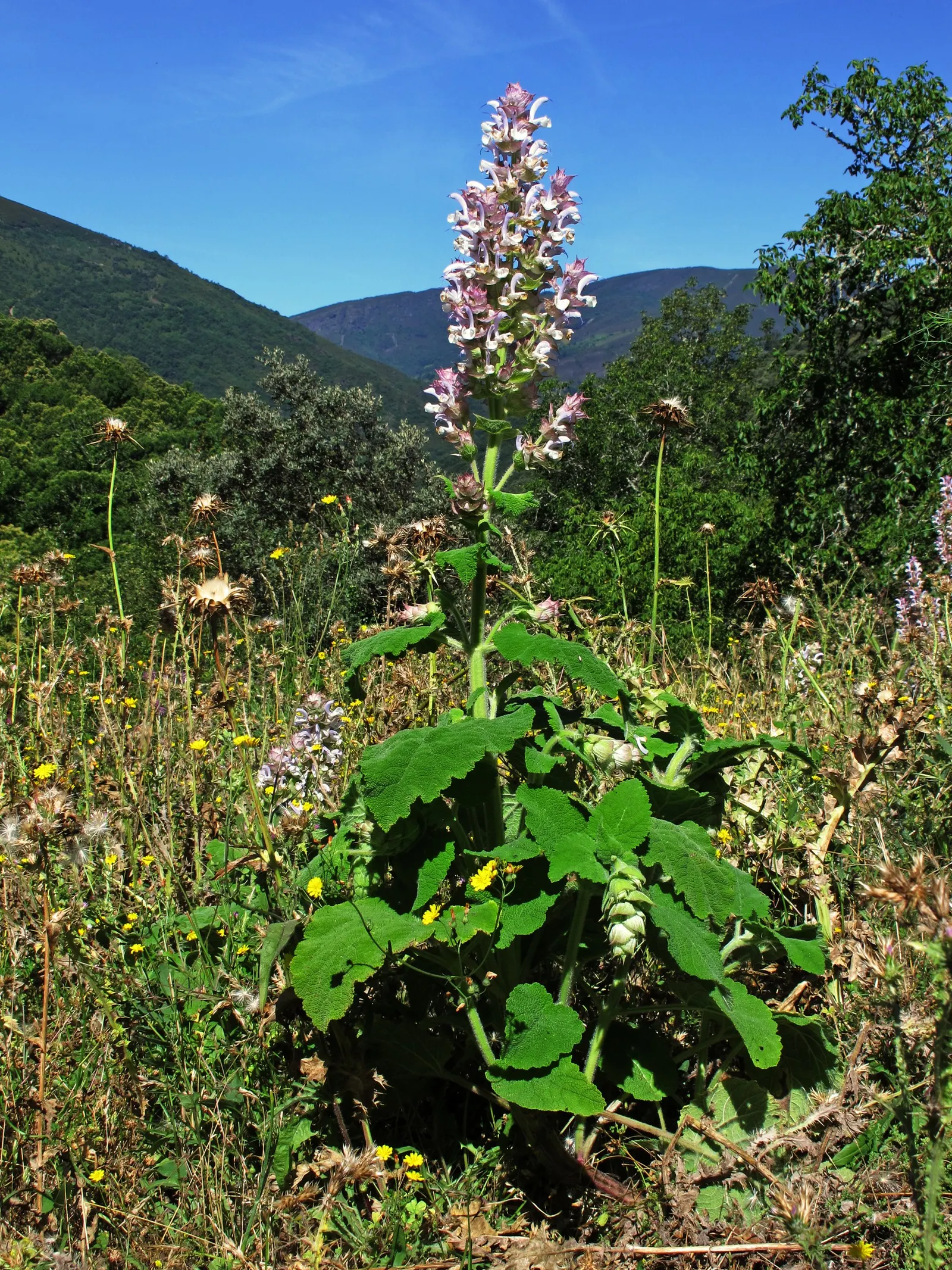 Clary Sage (Salvia Sclarea) — typically in late spring to early summer; biennial / herb with blue and purple blooms