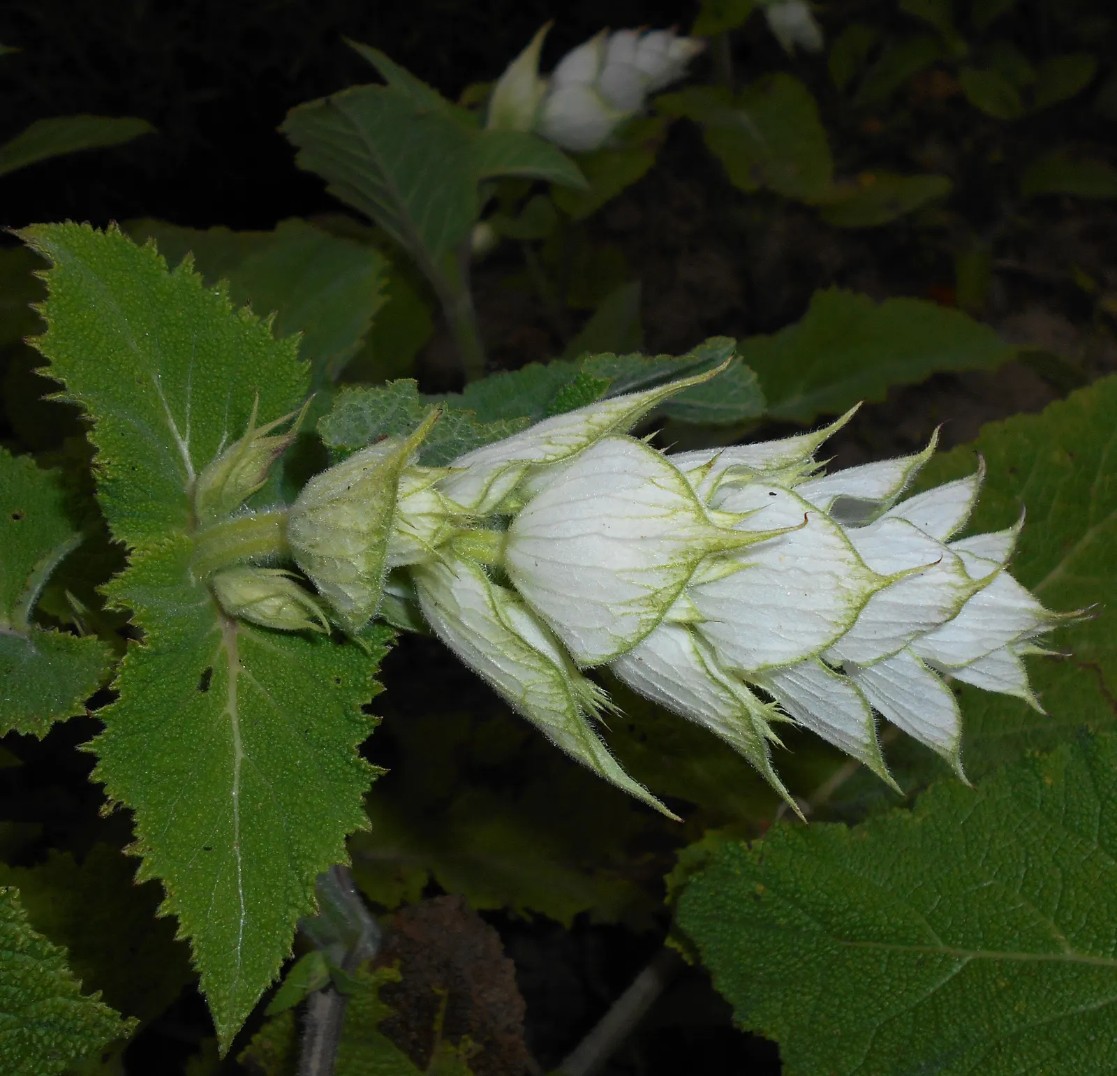 Clary Sage (Salvia Sclarea) — Not only does Clary Sage attract a bevy of pollinators like bees and butterflies