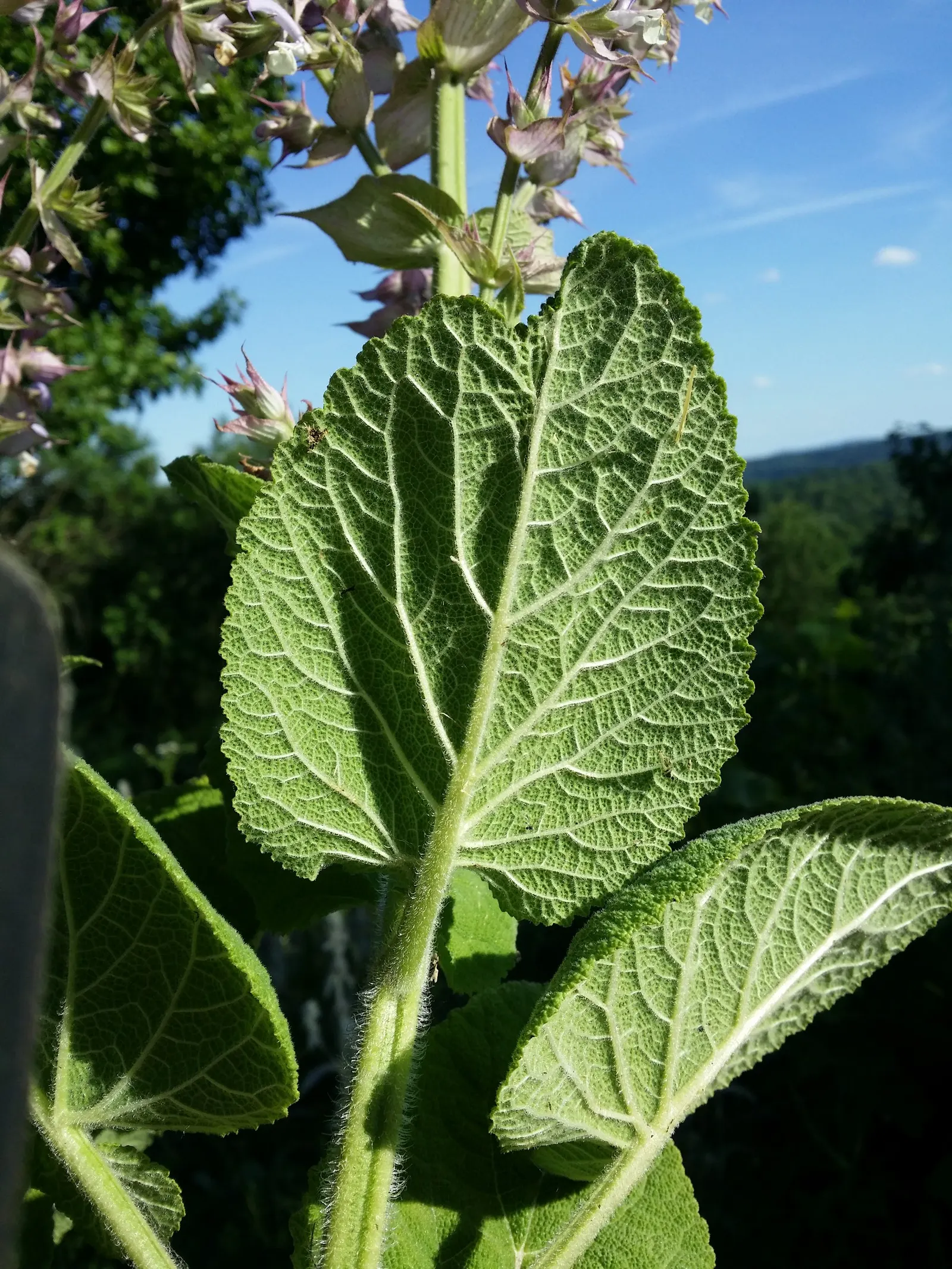 Clary Sage (Salvia Sclarea) — typically in late spring to early summer; biennial / herb with blue and purple blooms, image 62