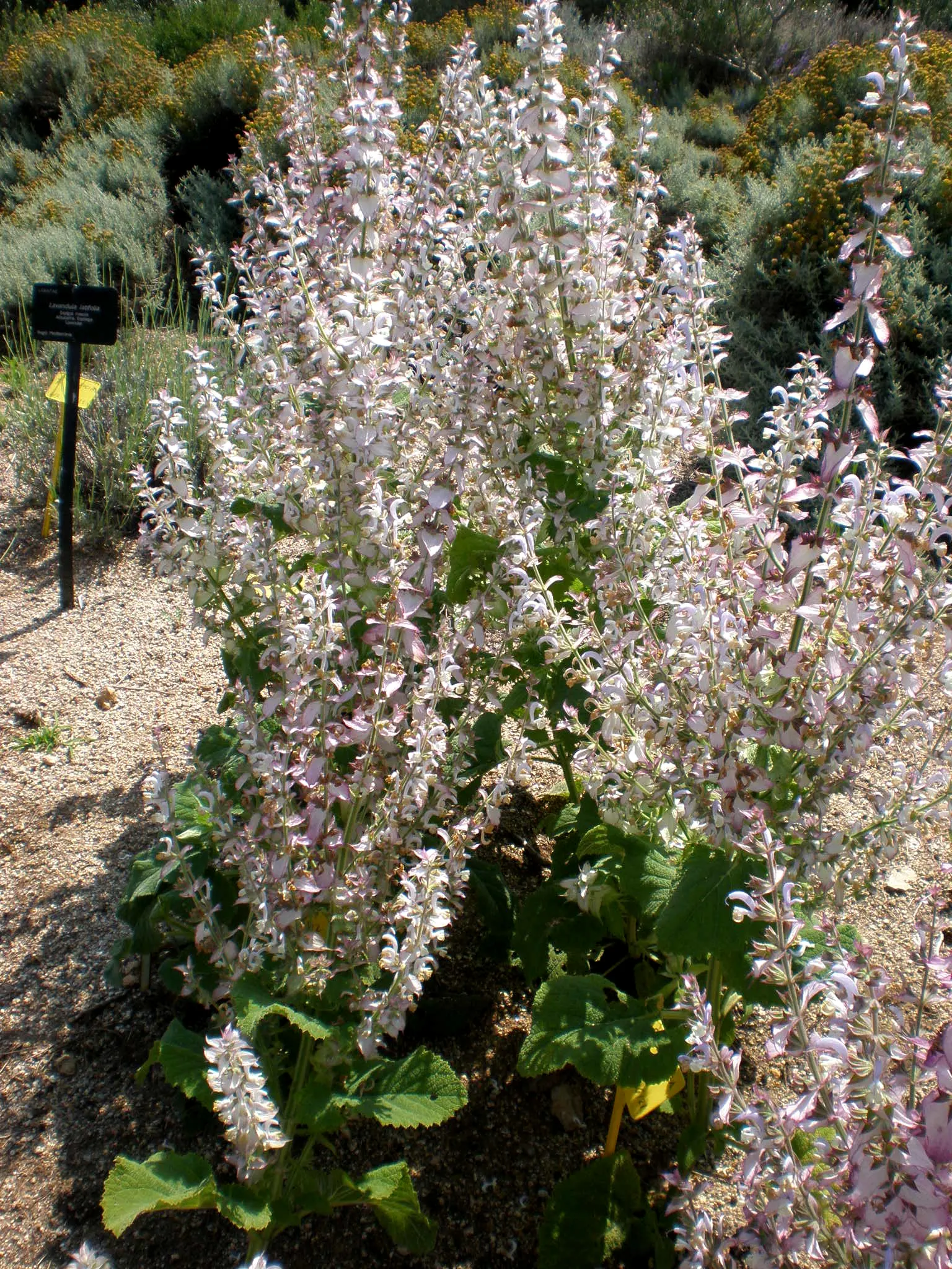 Clary Sage (Salvia Sclarea) — its robust form is comprised of broad; not only does Clary Sage attract a bevy of pollinators like bees and, image 58