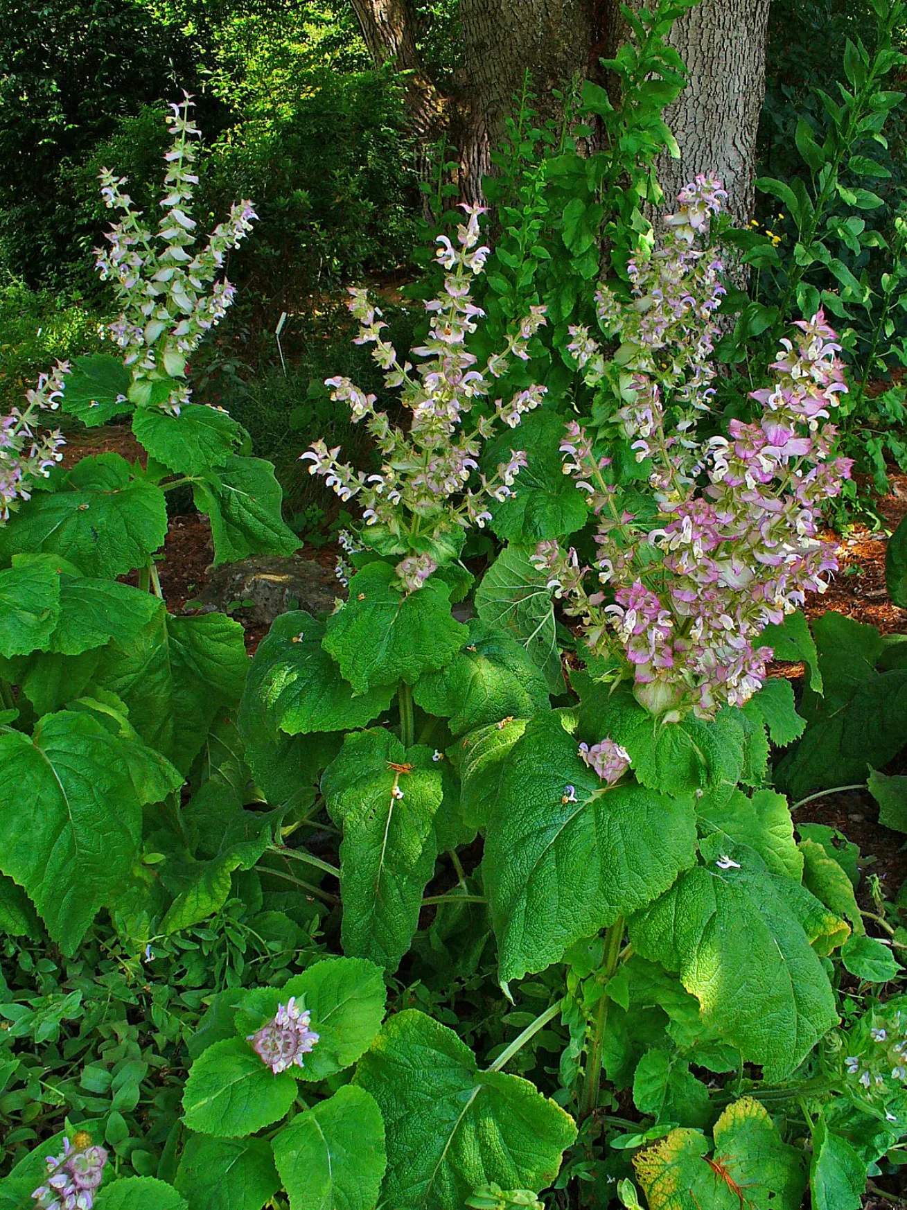 Clary Sage (Salvia Sclarea) — The 1-inch-long flowers range in color from lilac to mauve and are held in loose