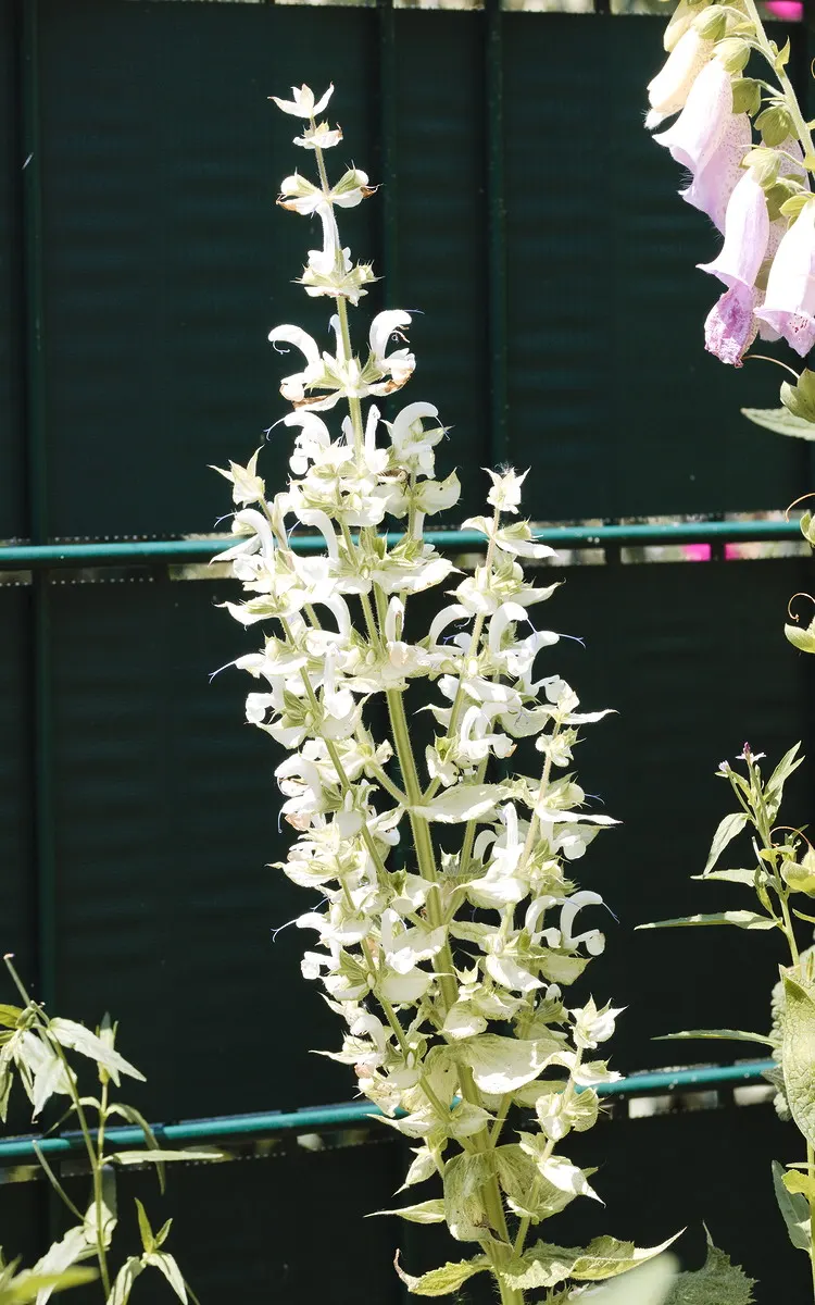 Clary Sage (Salvia Sclarea) — Not only does Clary Sage attract a bevy of pollinators like bees and butterflies; its robust form is comprised of broad