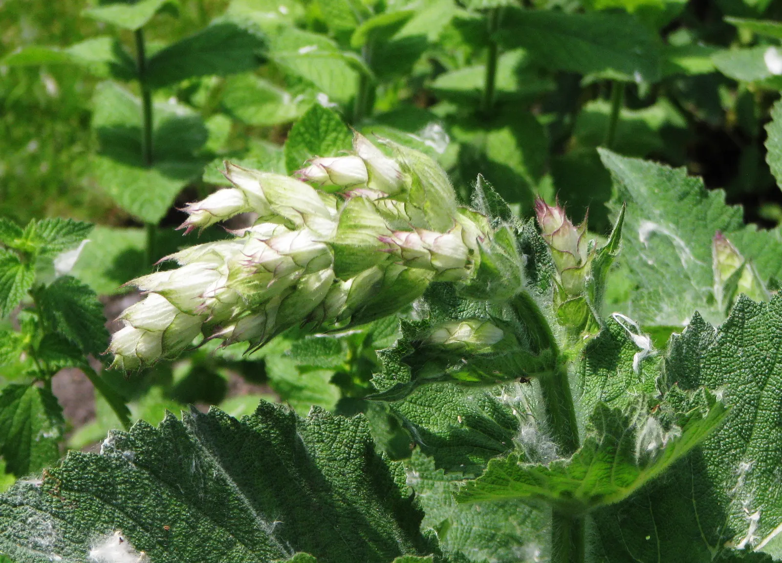 Clary Sage (Salvia Sclarea) — is a biennial or short-lived herbaceous perennial that serves as a striking addition to any landscape design