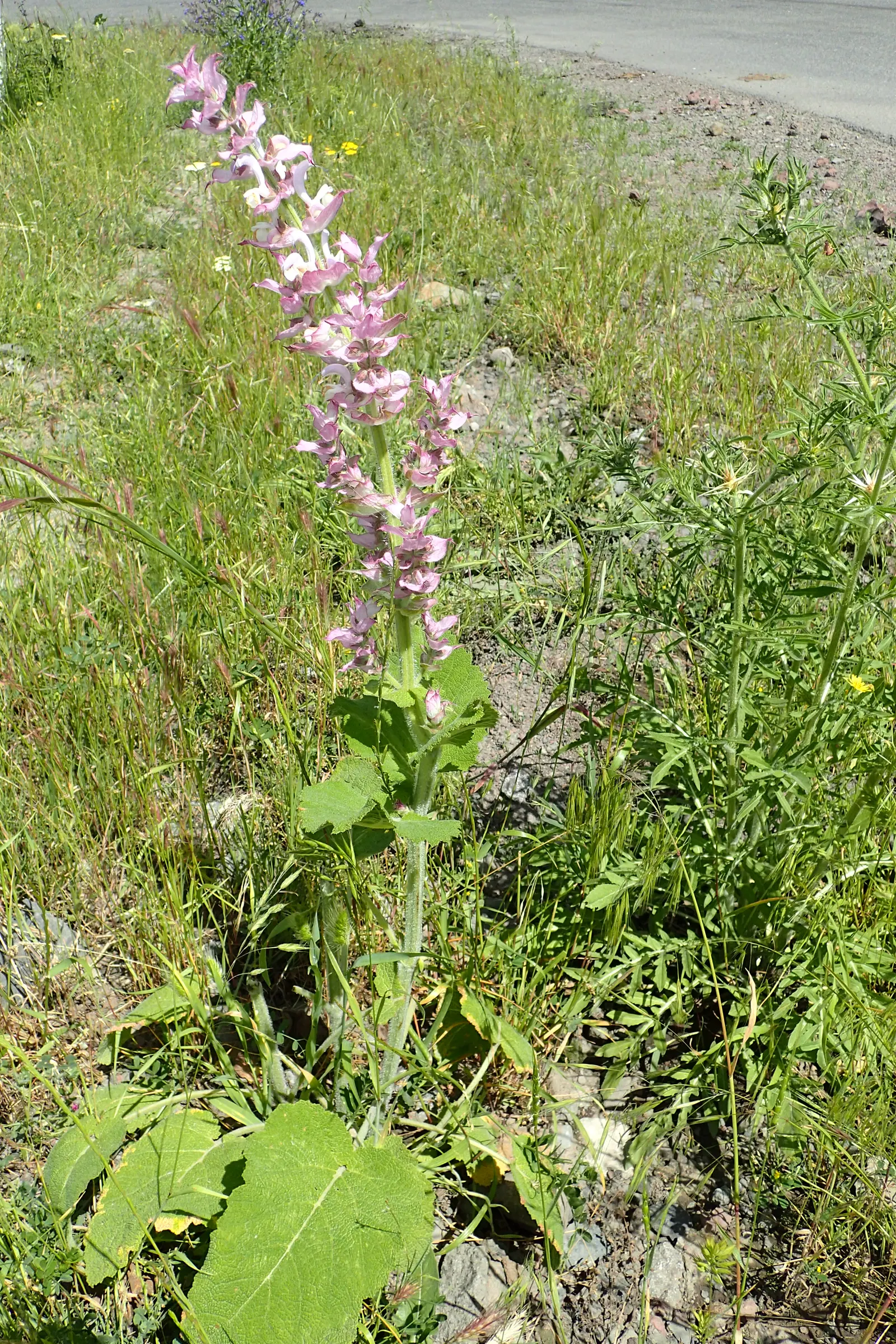 Clary Sage (Salvia Sclarea) — scientifically named Salvia sclarea