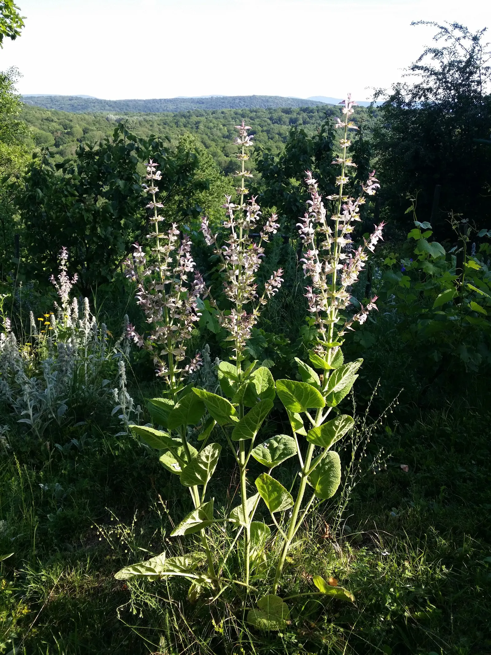 Clary Sage (Salvia Sclarea) — The foliage presents a rich; as a hardy member of the mint family, image 60