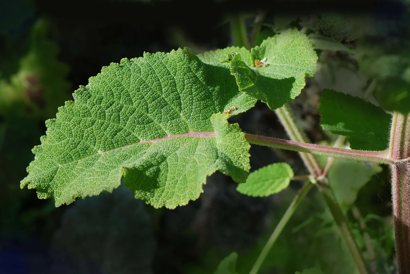 Clary Sage (Salvia Sclarea) — The 1-inch-long flowers range in color from lilac to mauve and are held in loose; grayish-green hue that makes an, image 64